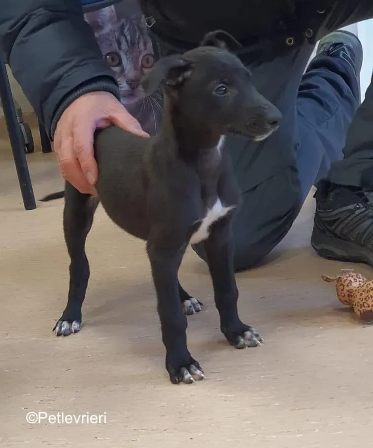 axel adozione levrieri greyhound 3 2