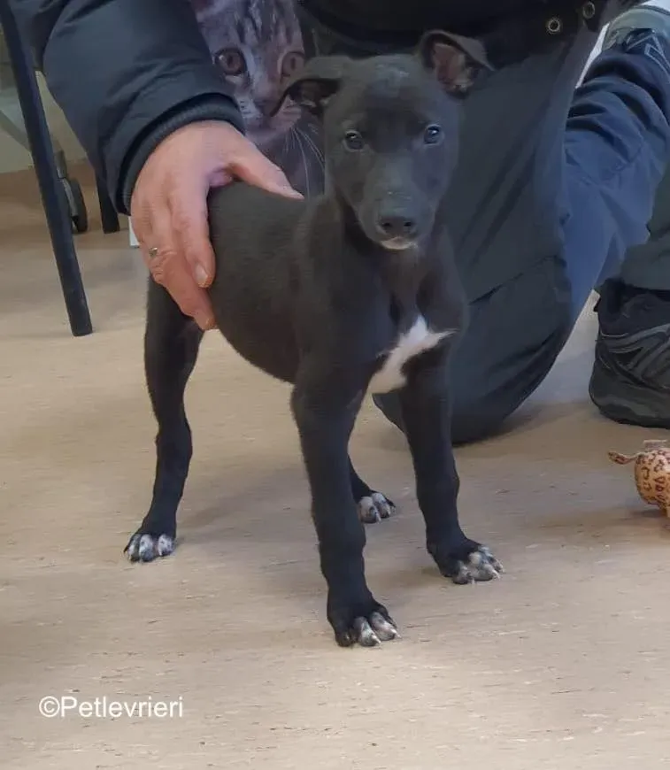 axel adozione levrieri greyhound 4 2