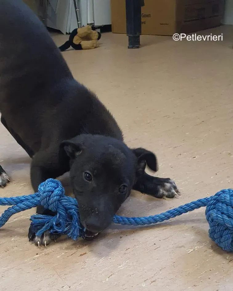 axel adozione levrieri greyhound 7 2