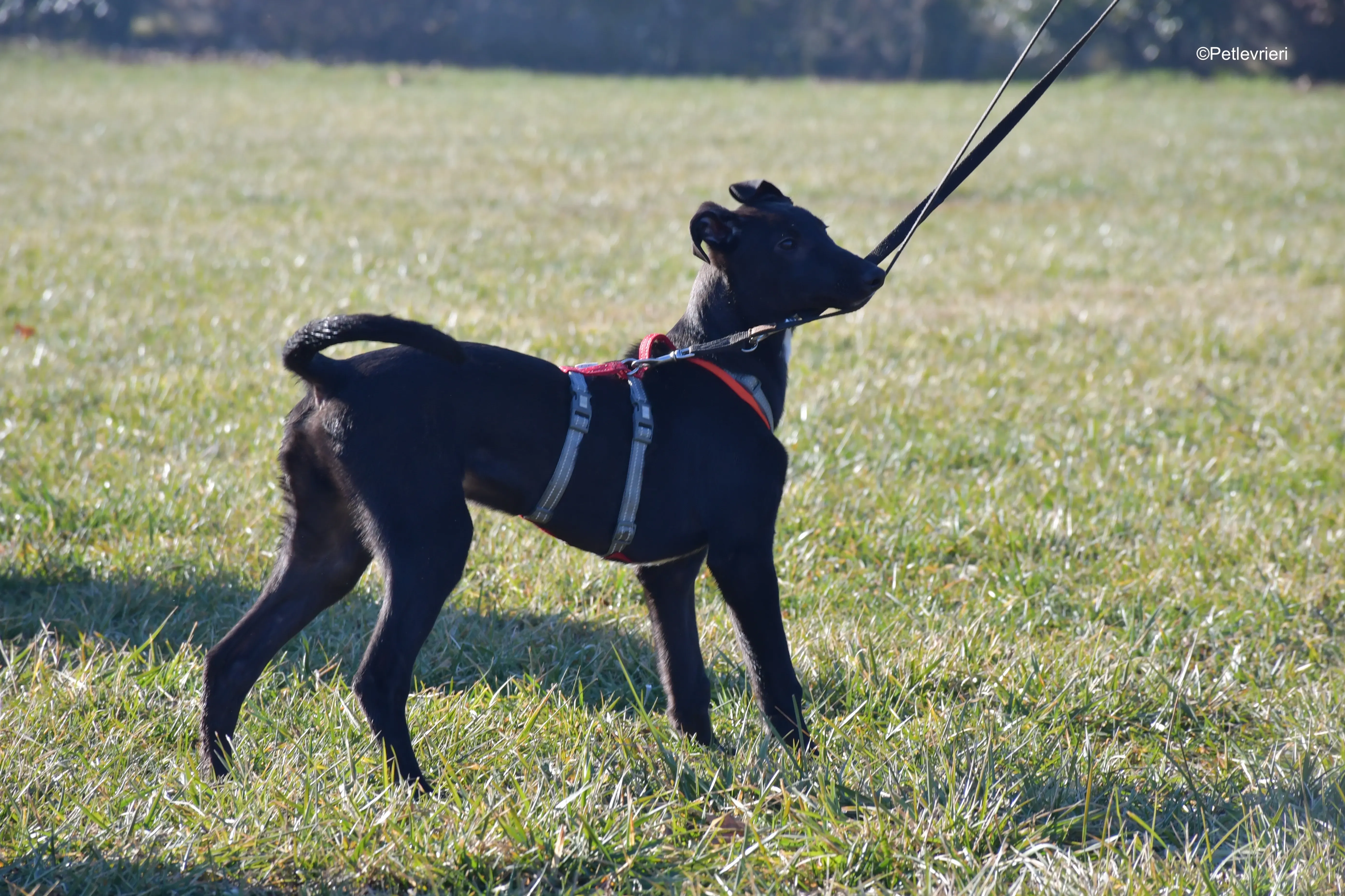 axel adozione levrieri greyhound 7