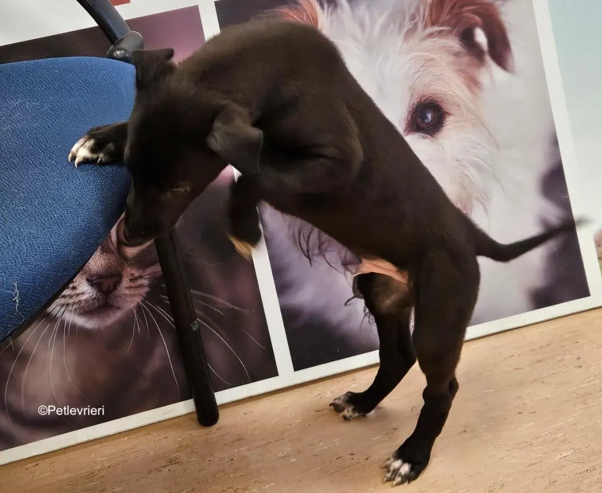 axel adozione levrieri greyhound 8 2