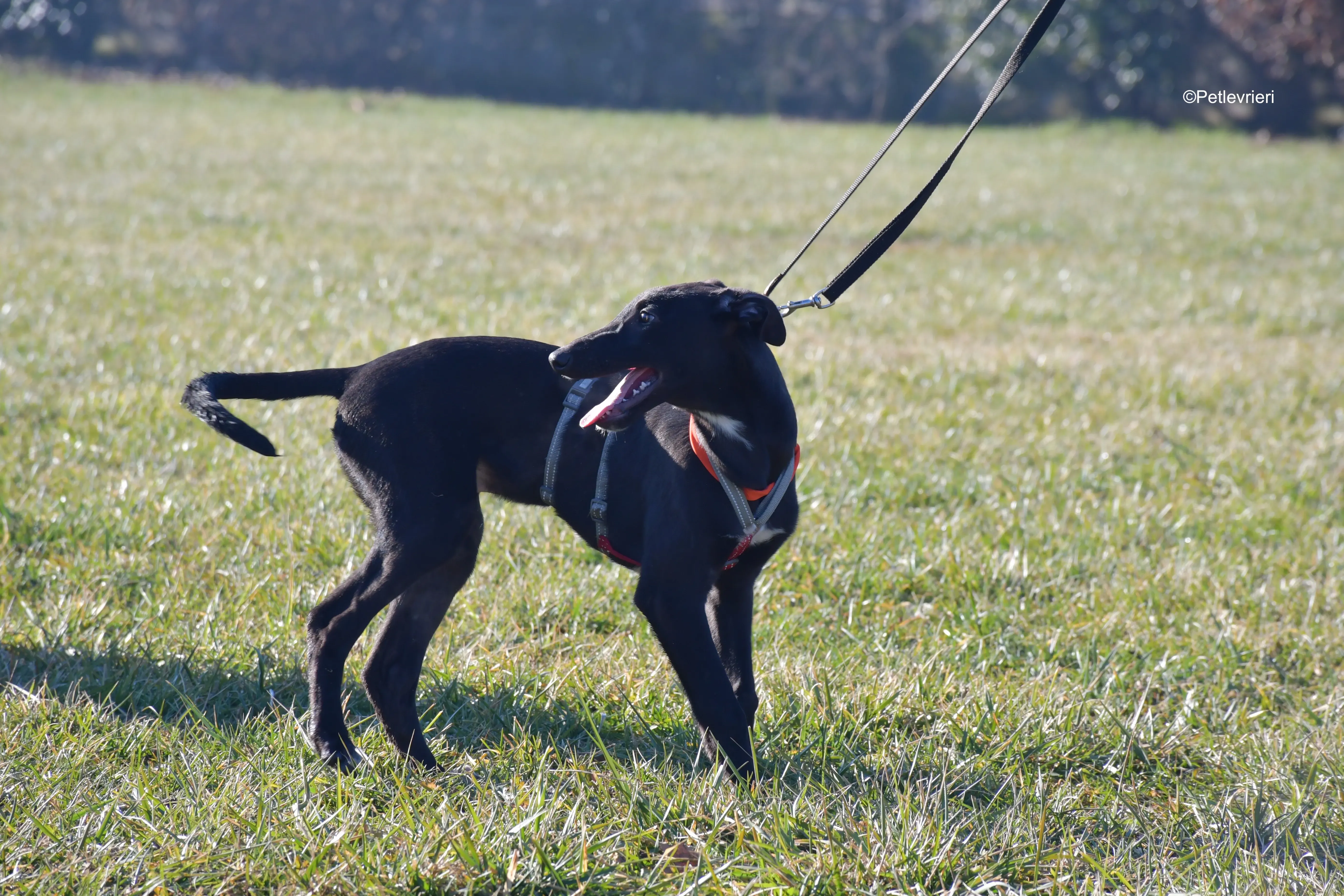 axel adozione levrieri greyhound 8