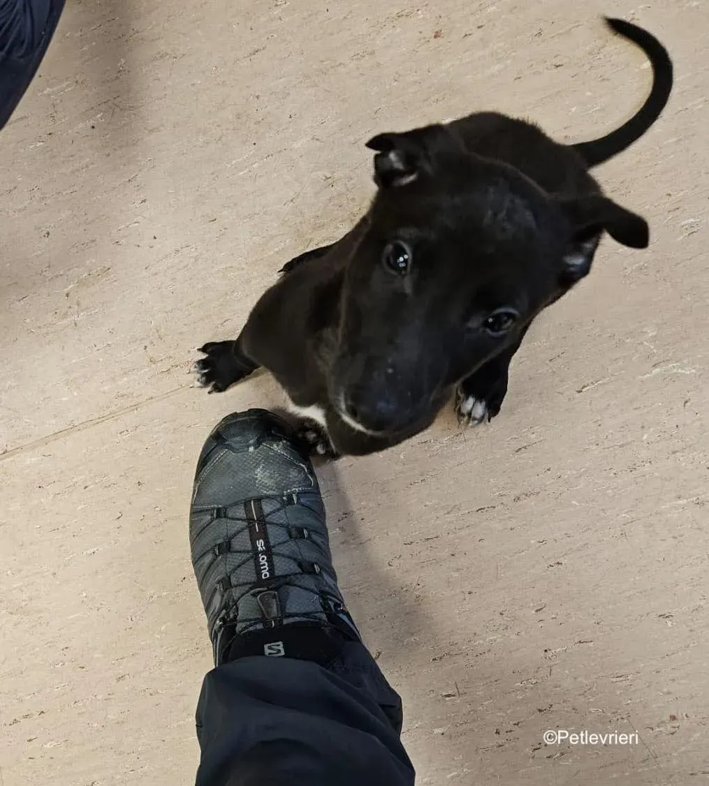 axel adozione levrieri greyhound 9 2