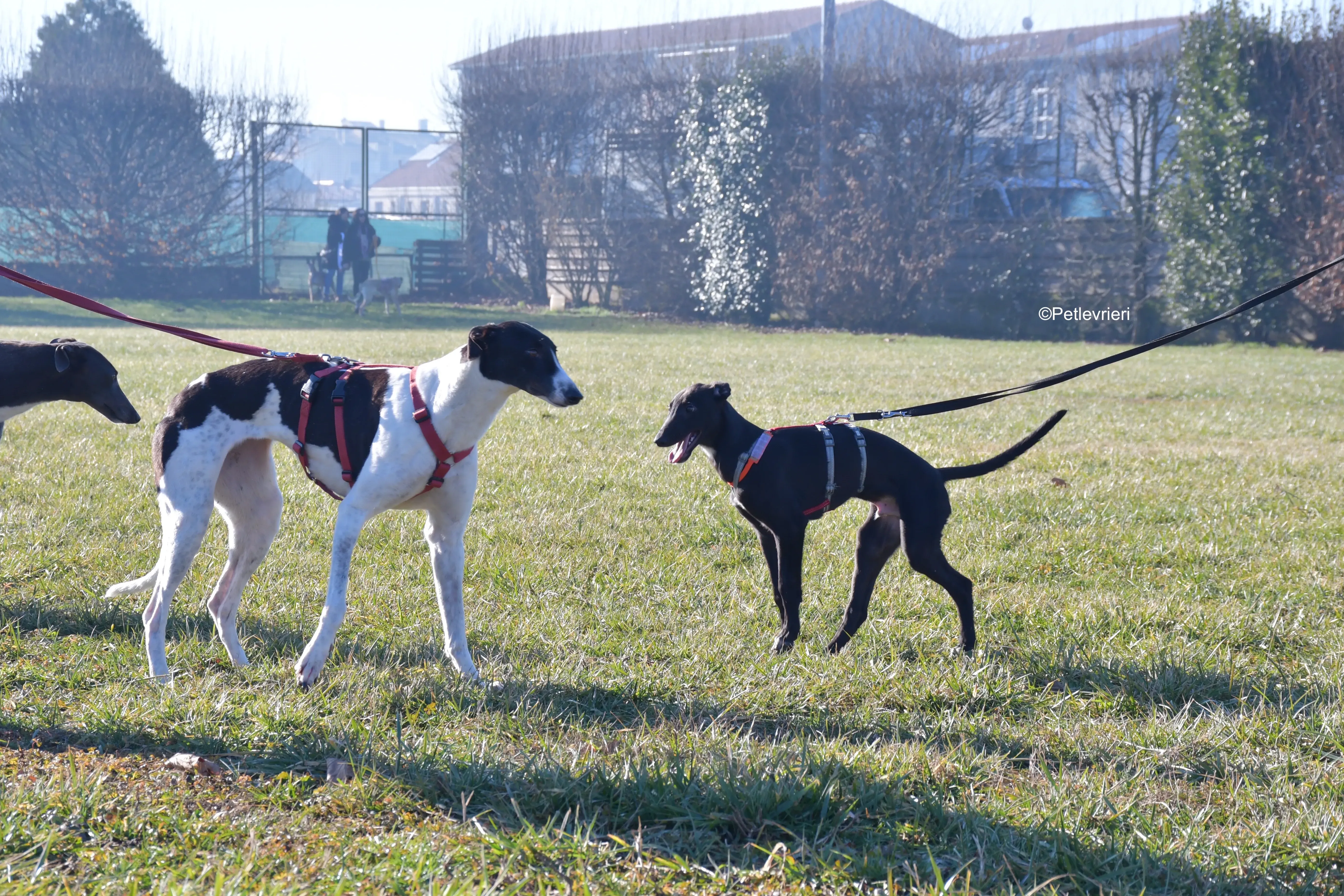 axel adozione levrieri greyhound 9