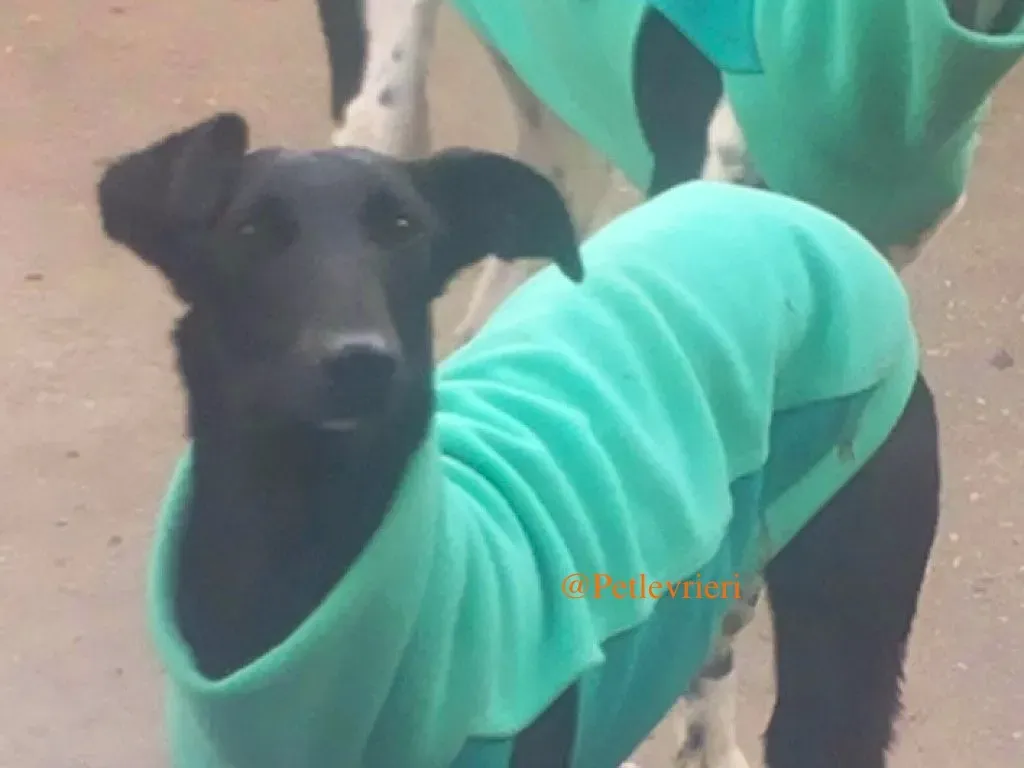 axelle adozione levrieri galgo 1