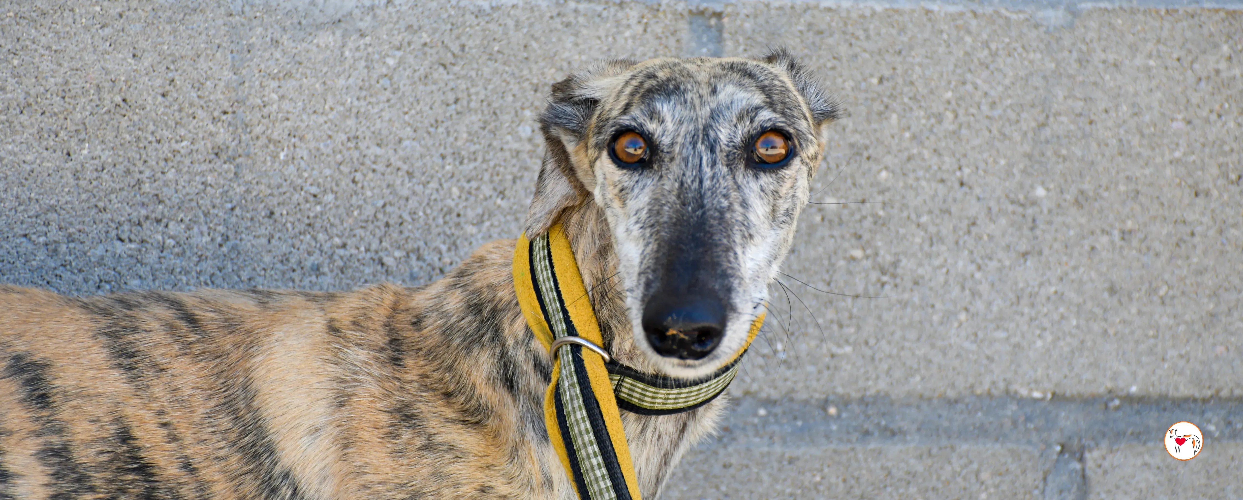 ayelen galgo adozozione 00 copertina b