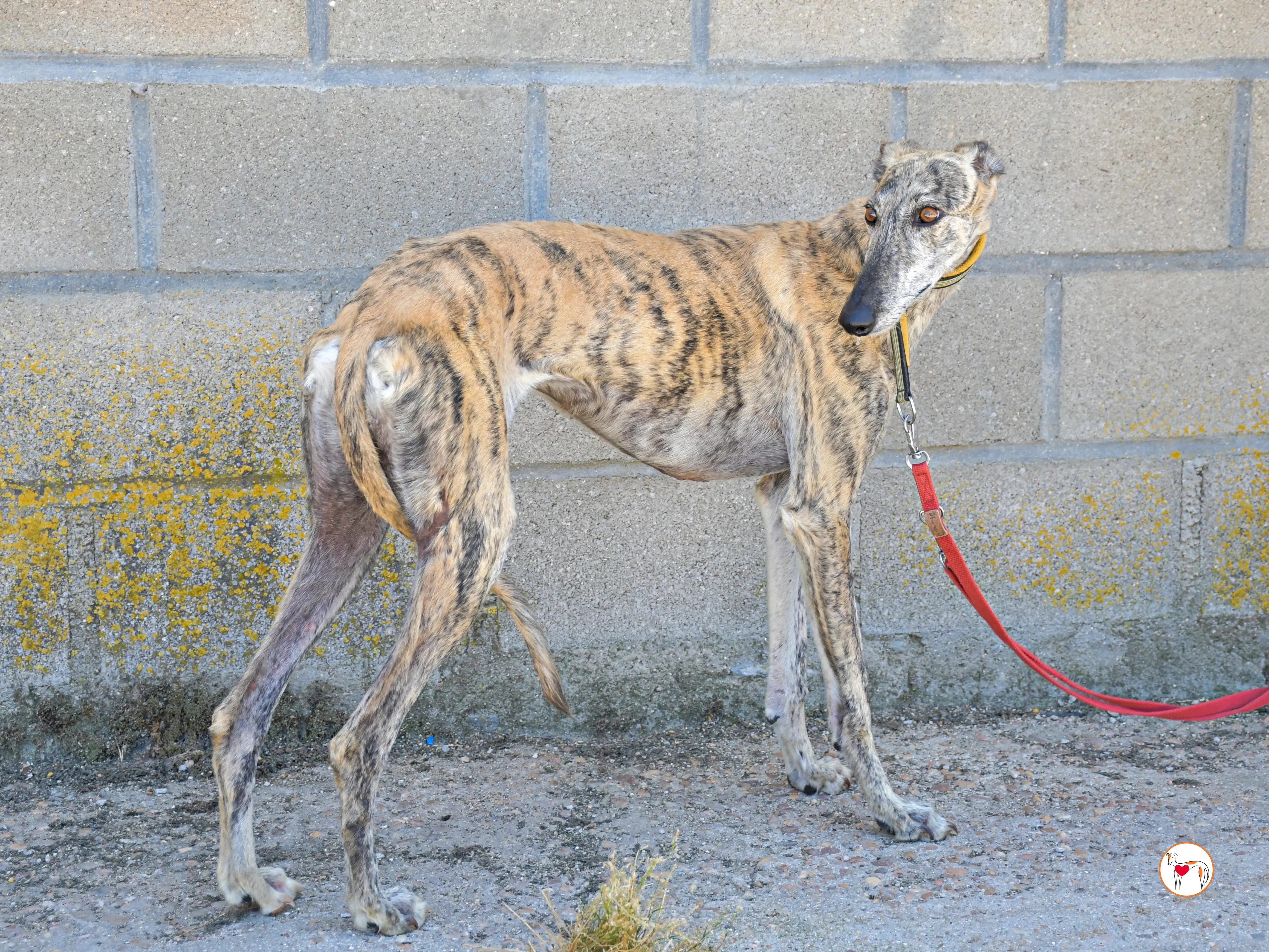 ayelen galgo adozozione 01