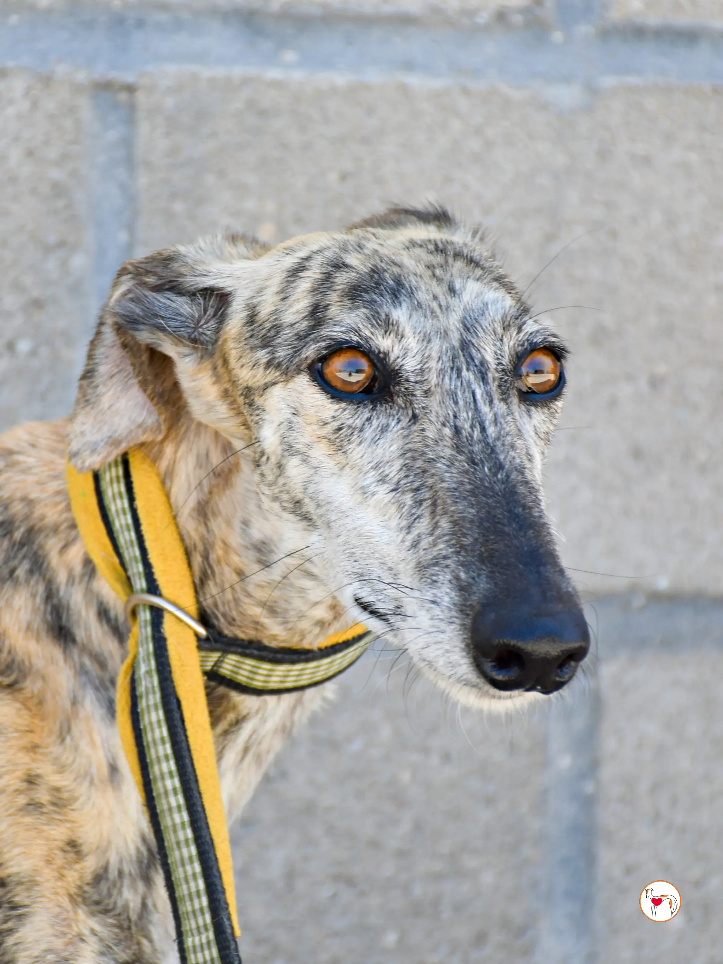 ayelen galgo adozozione 02