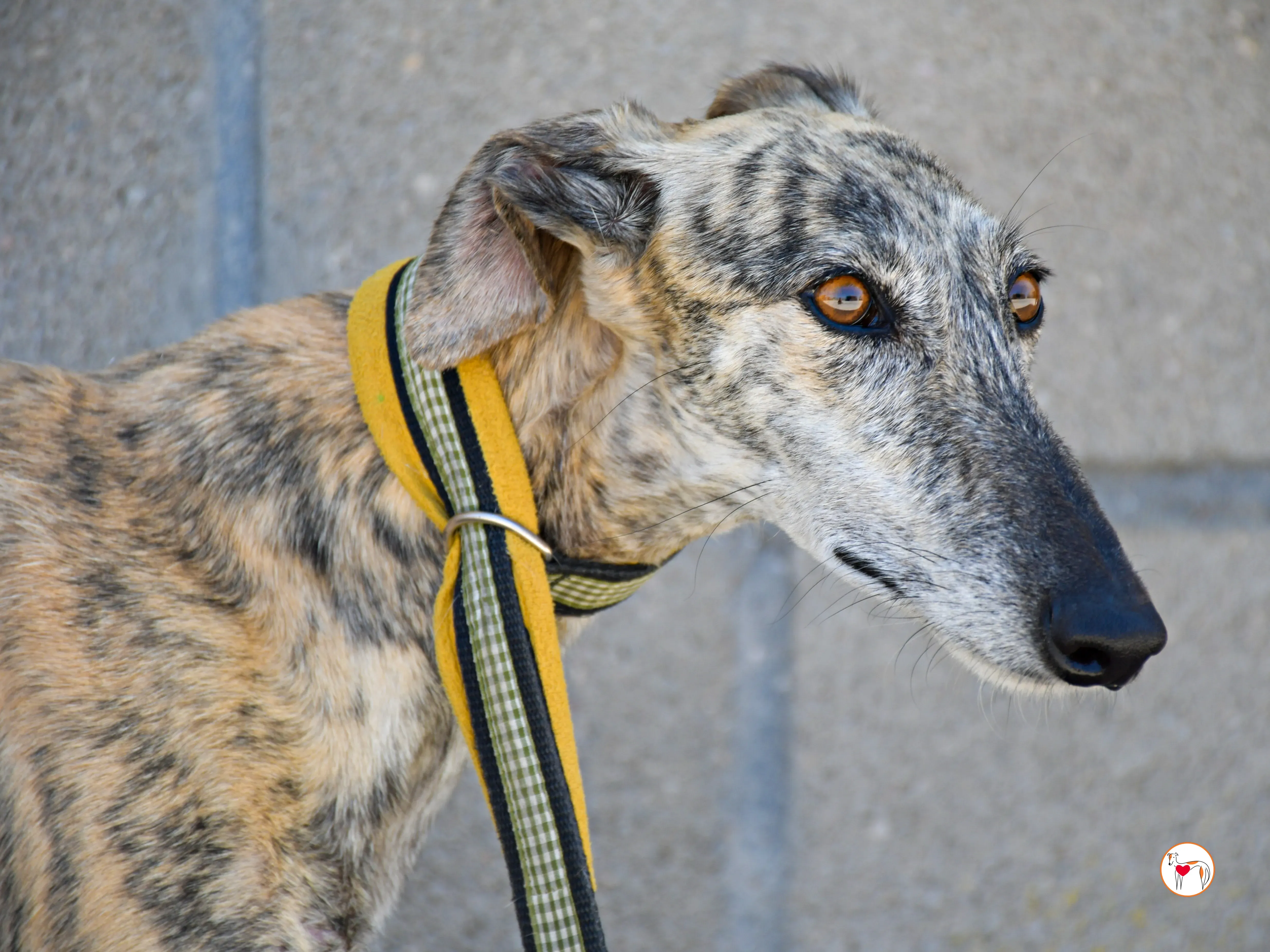 ayelen galgo adozozione 03