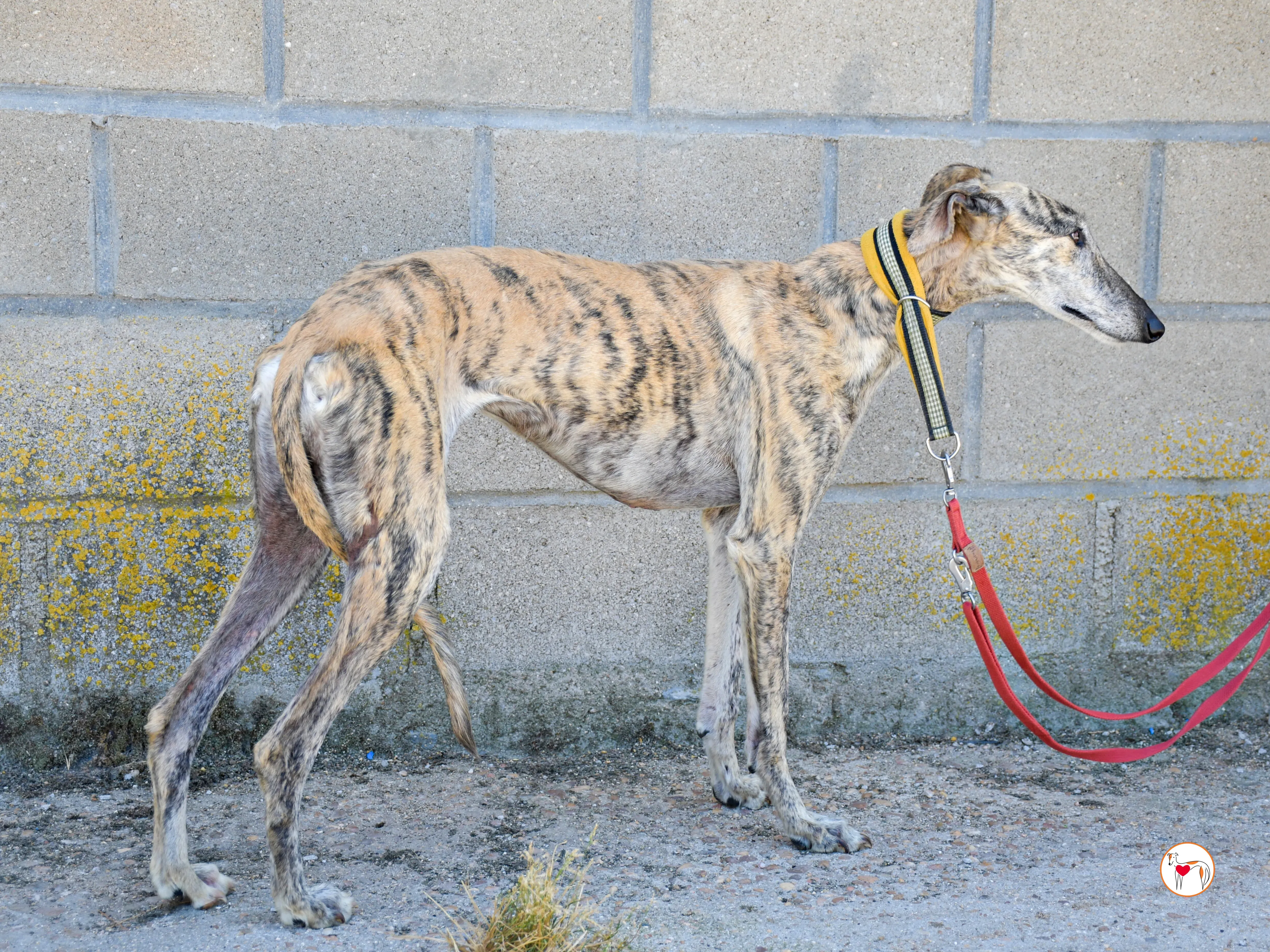 ayelen galgo adozozione 04