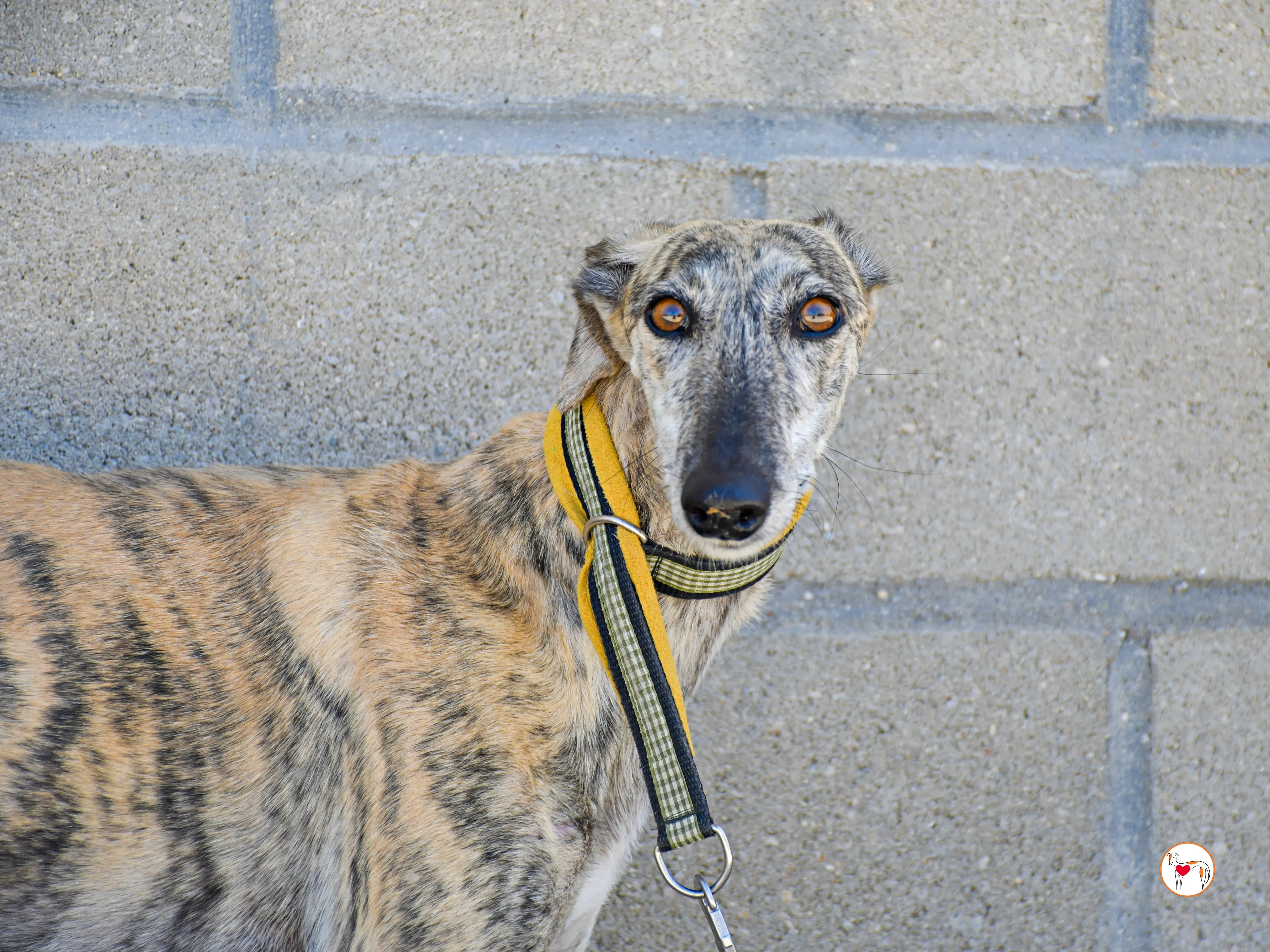 ayelen galgo adozozione 05