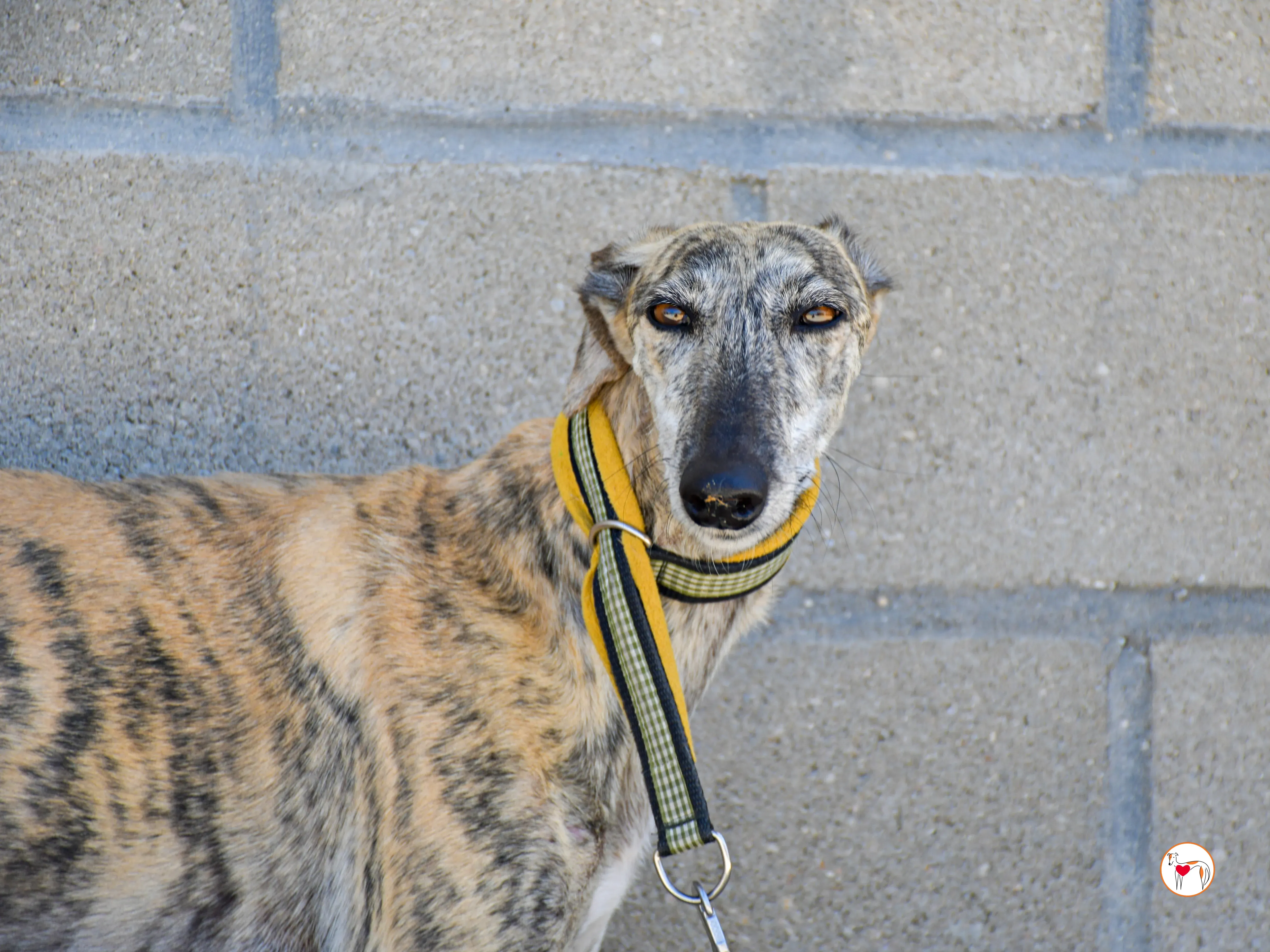 ayelen galgo adozozione 06