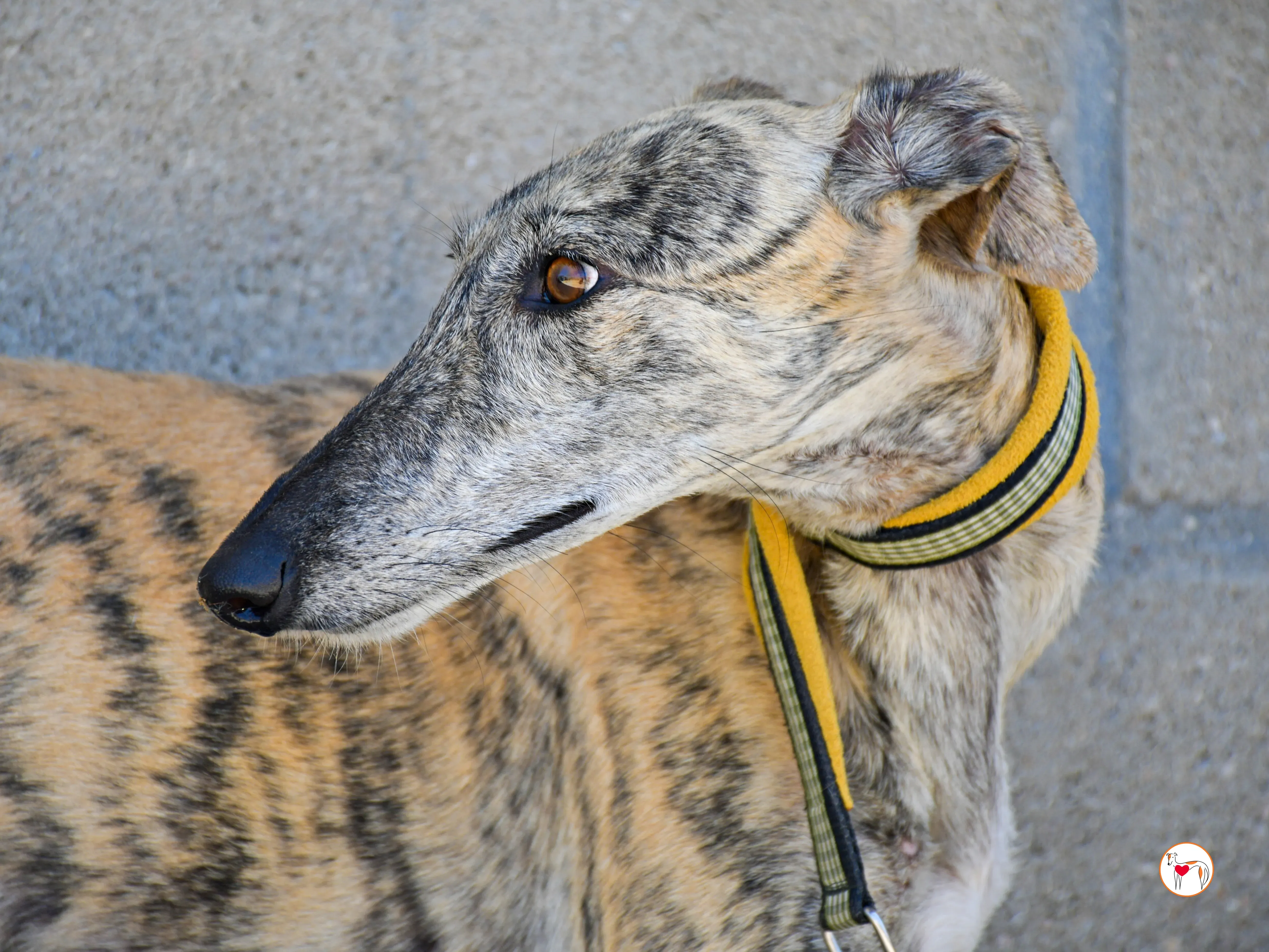 ayelen galgo adozozione 07