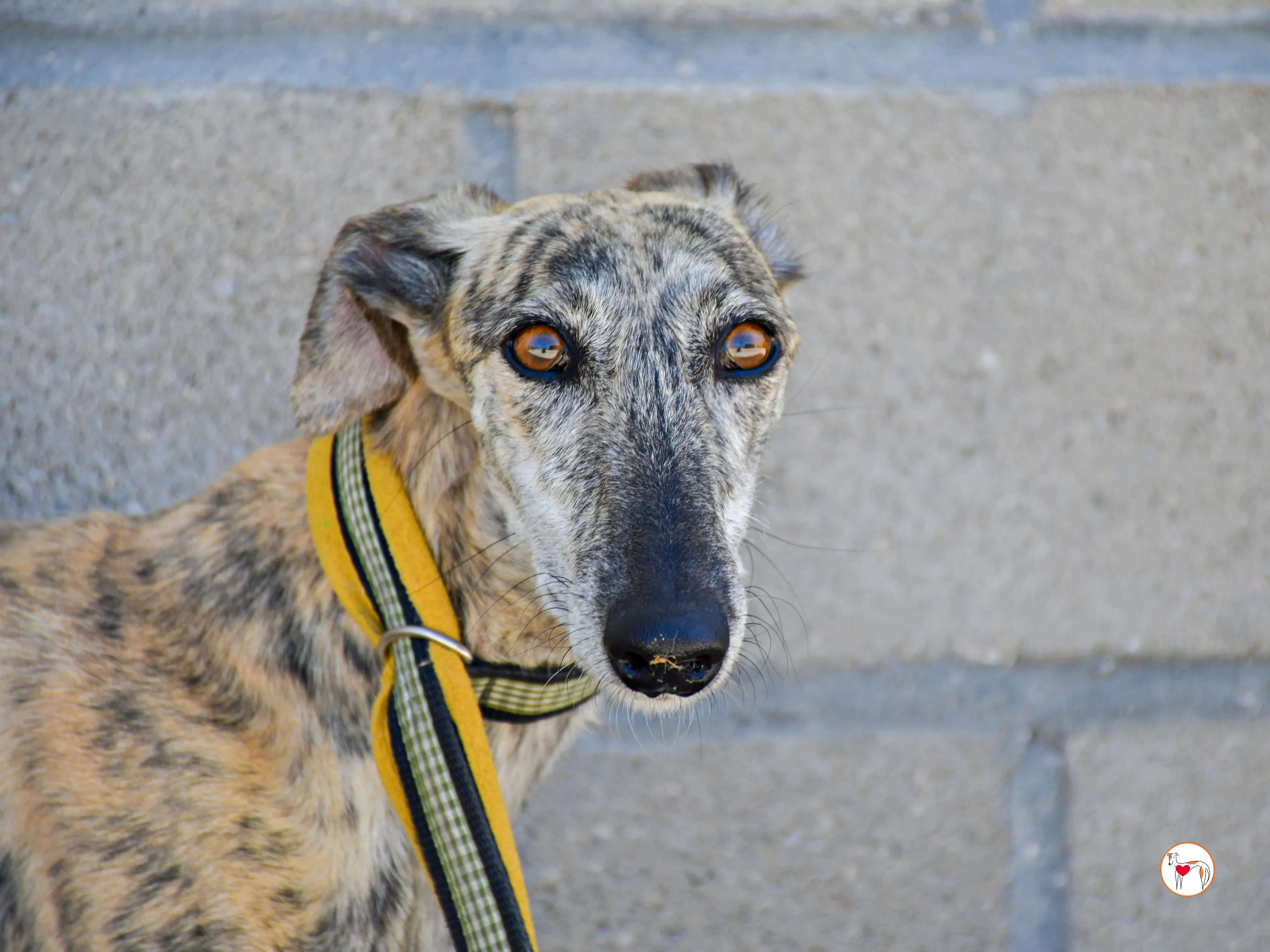 ayelen galgo adozozione 08