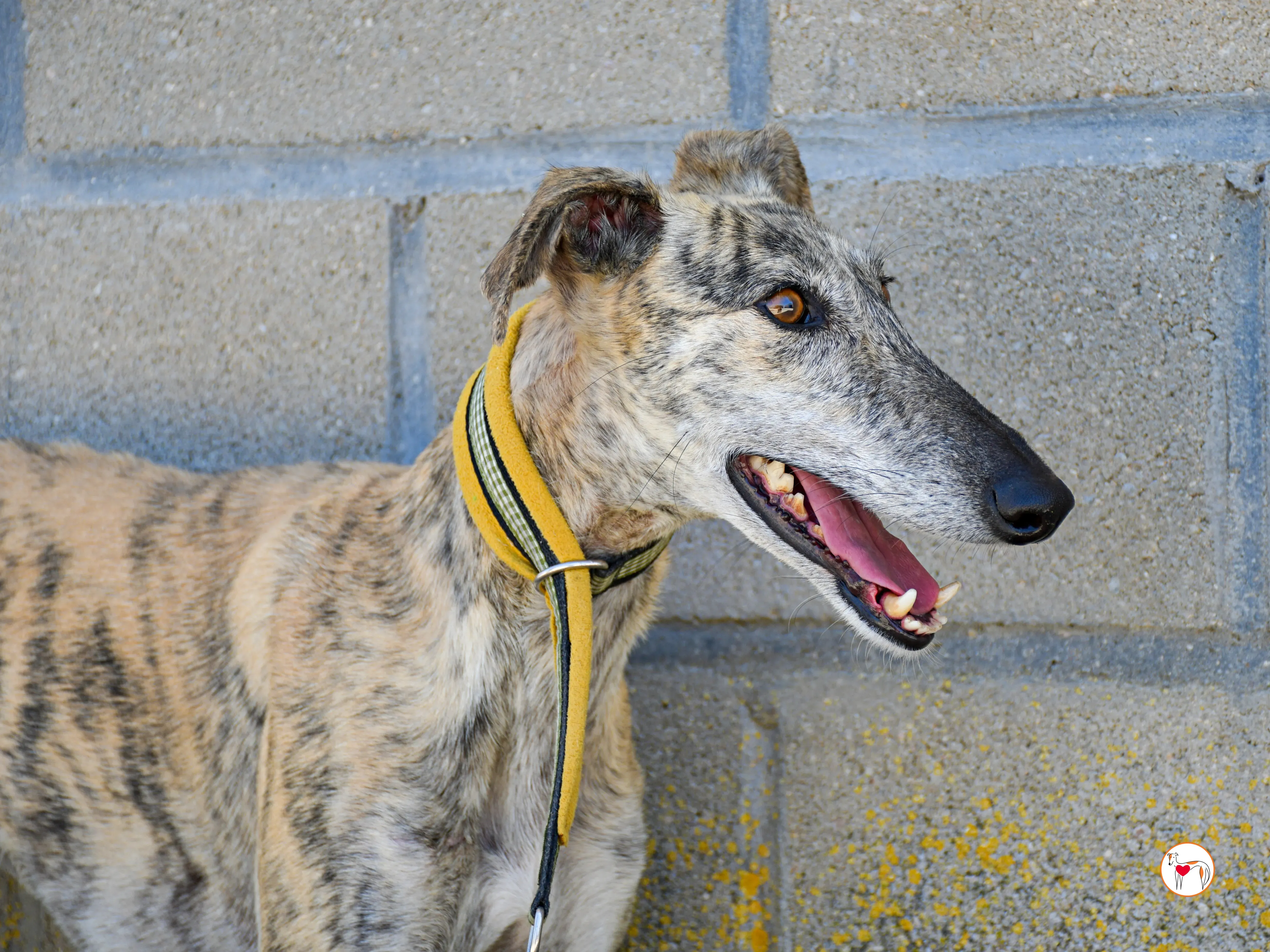 ayelen galgo adozozione 09