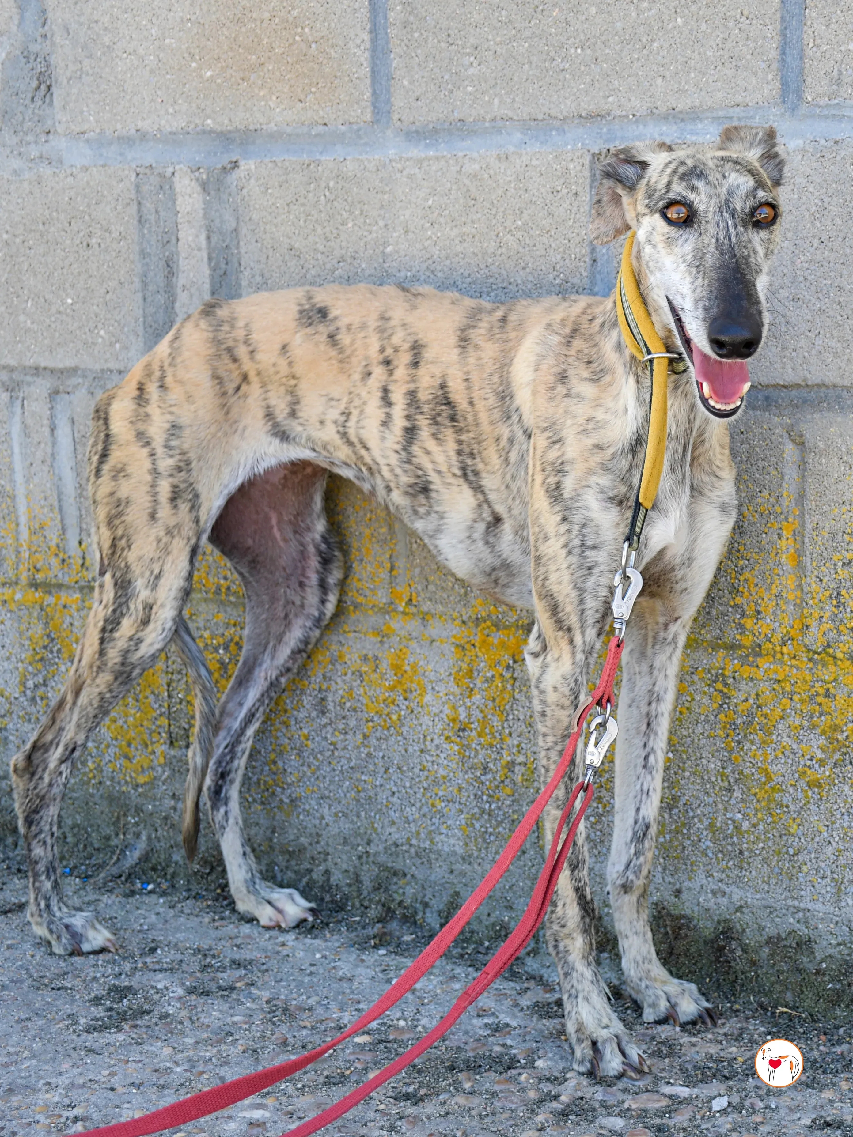 ayelen galgo adozozione 10