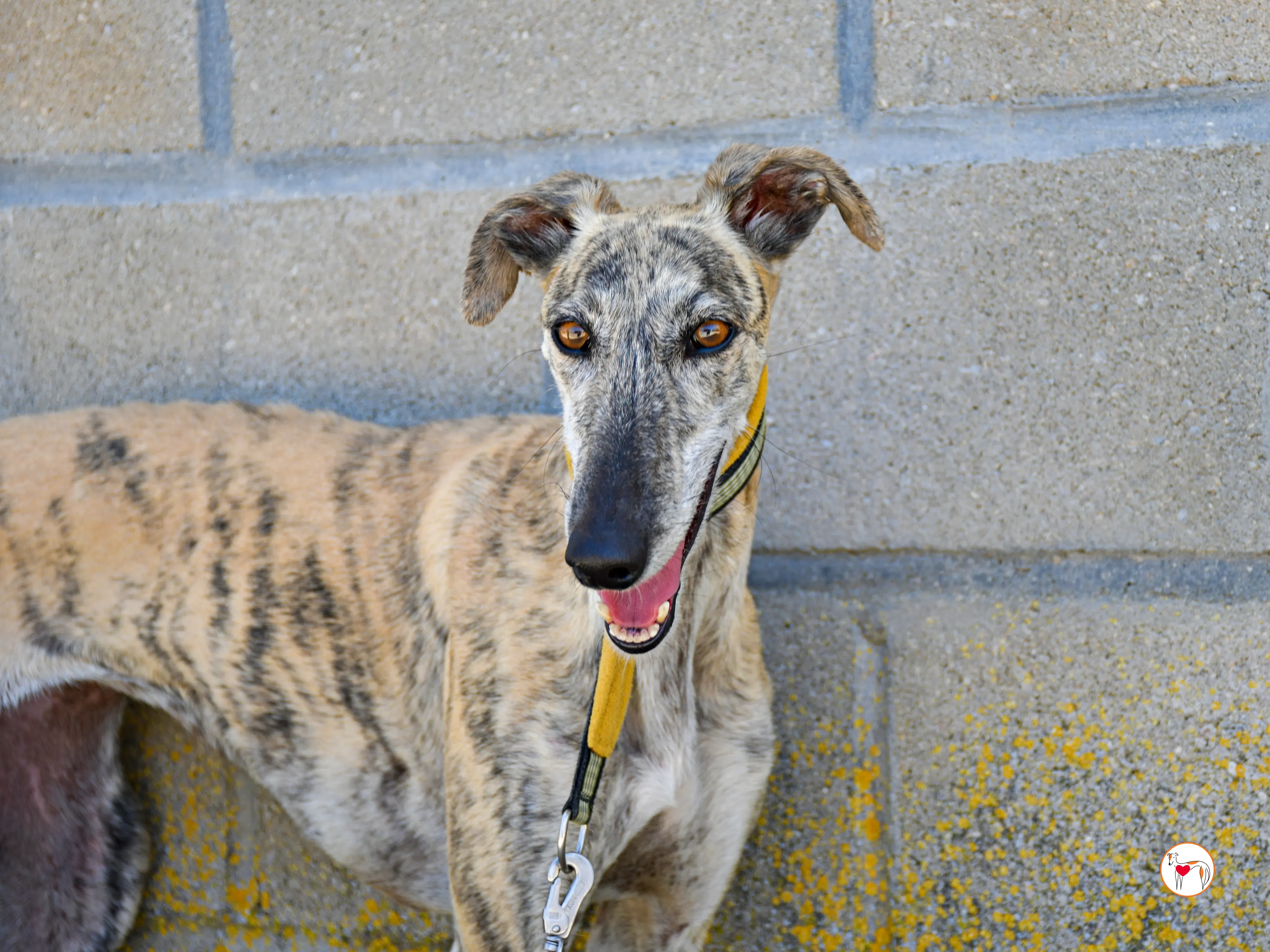 ayelen galgo adozozione 11