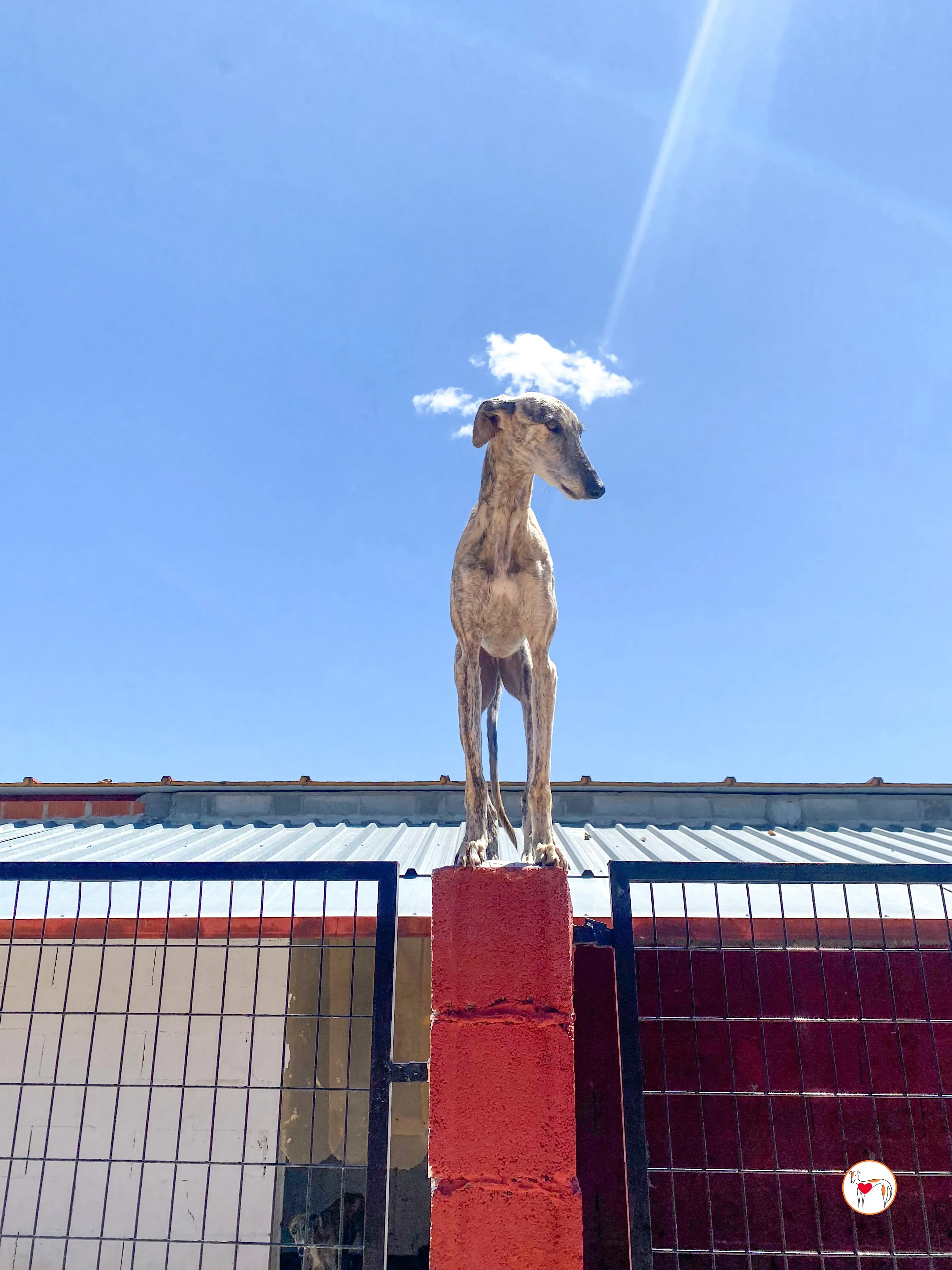 ayelen galgo adozozione 12