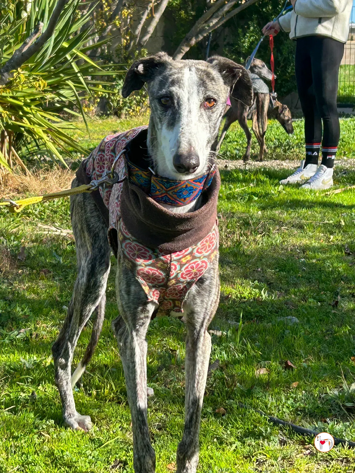 azzurra galgo adozione 01
