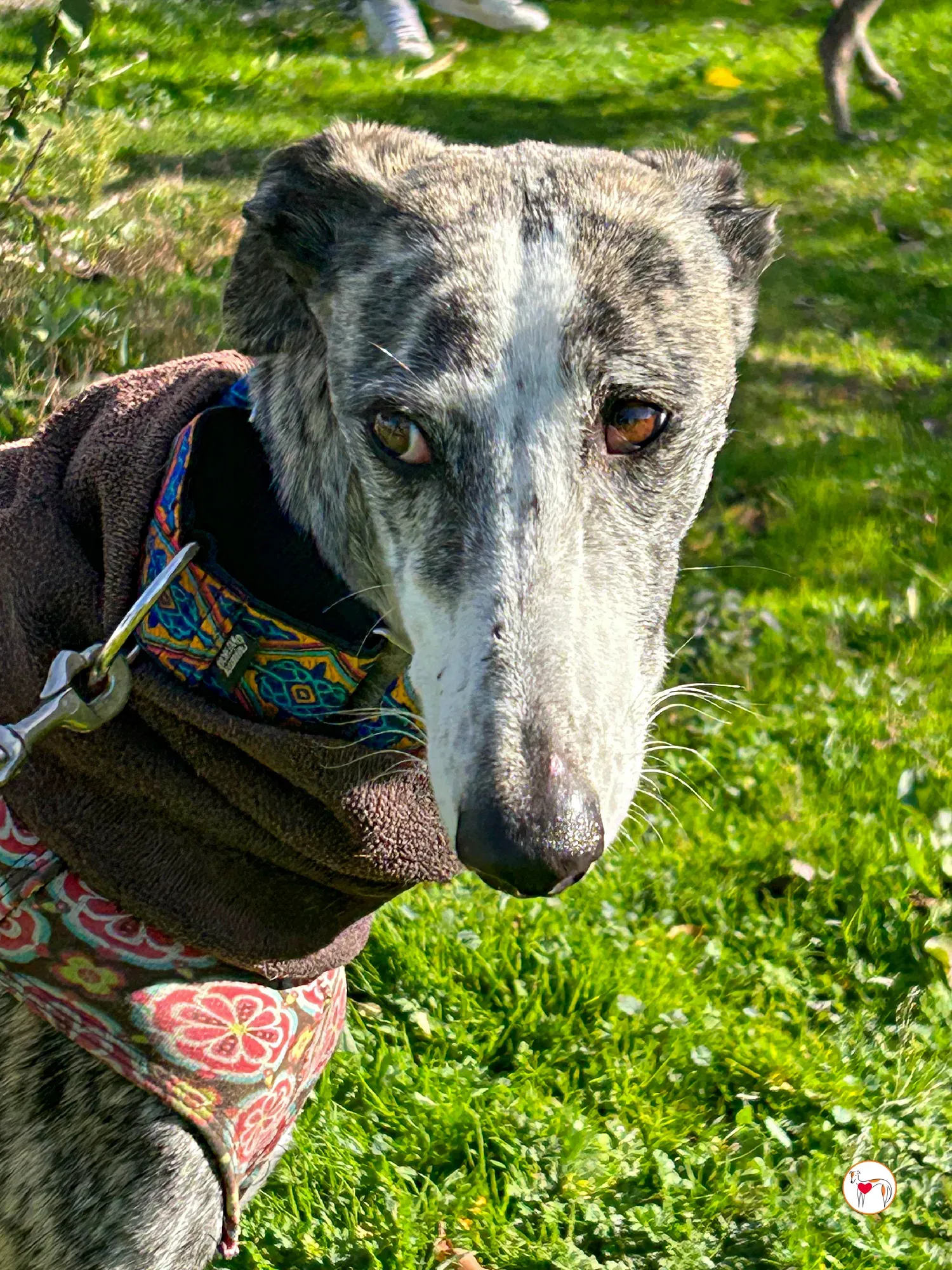 azzurra galgo adozione 03