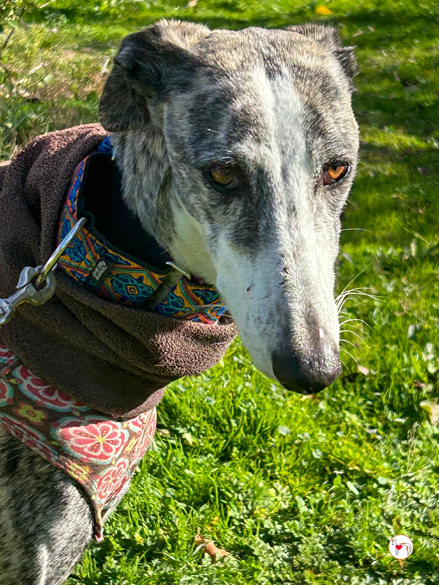 azzurra galgo adozione 04