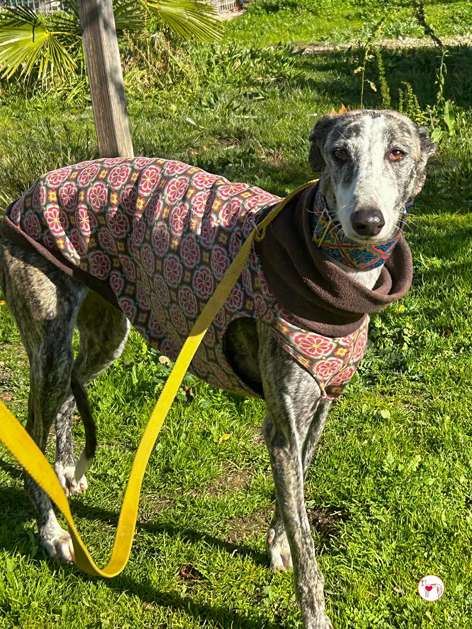 azzurra galgo adozione 05