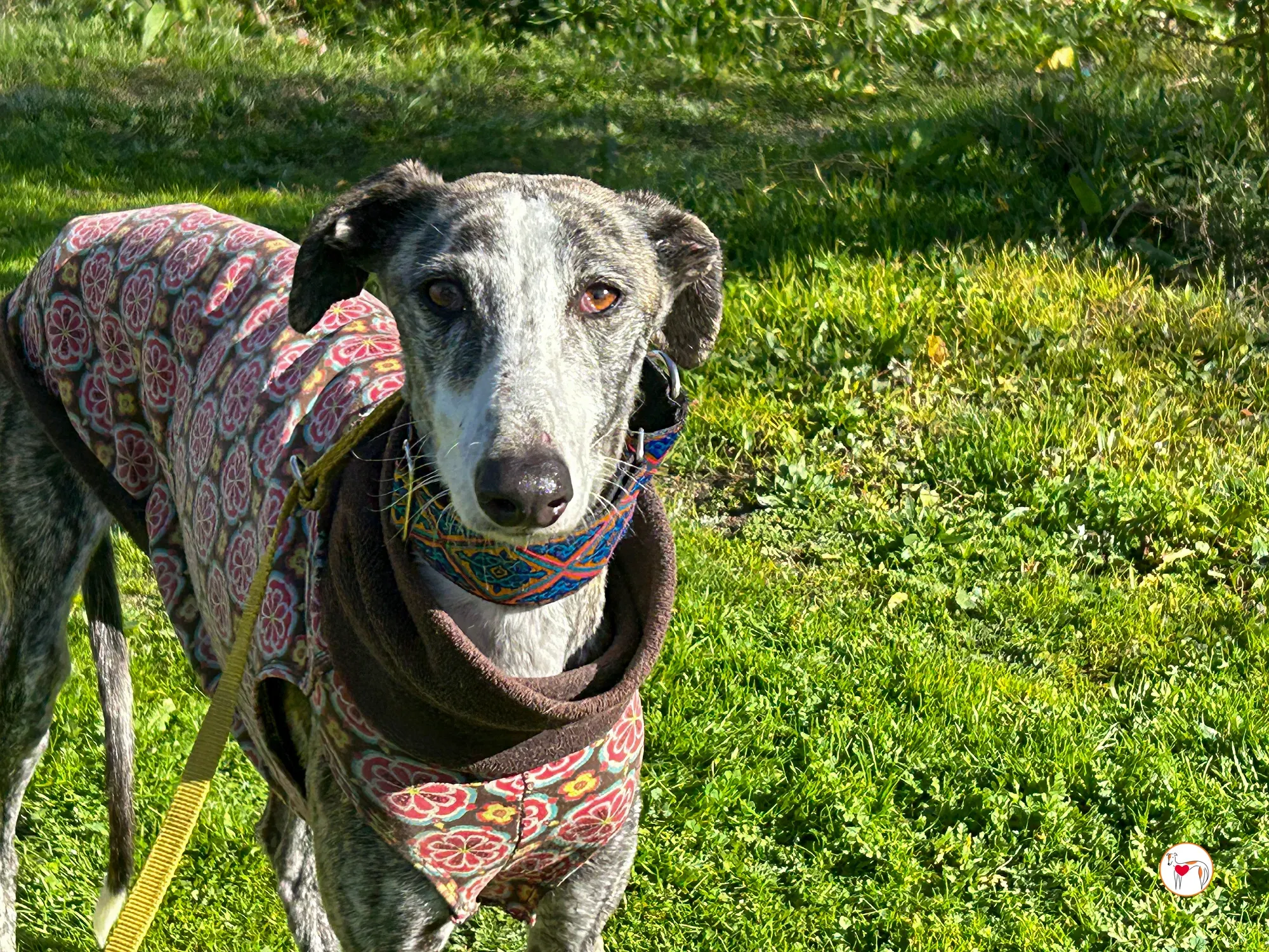 azzurra galgo adozione 06