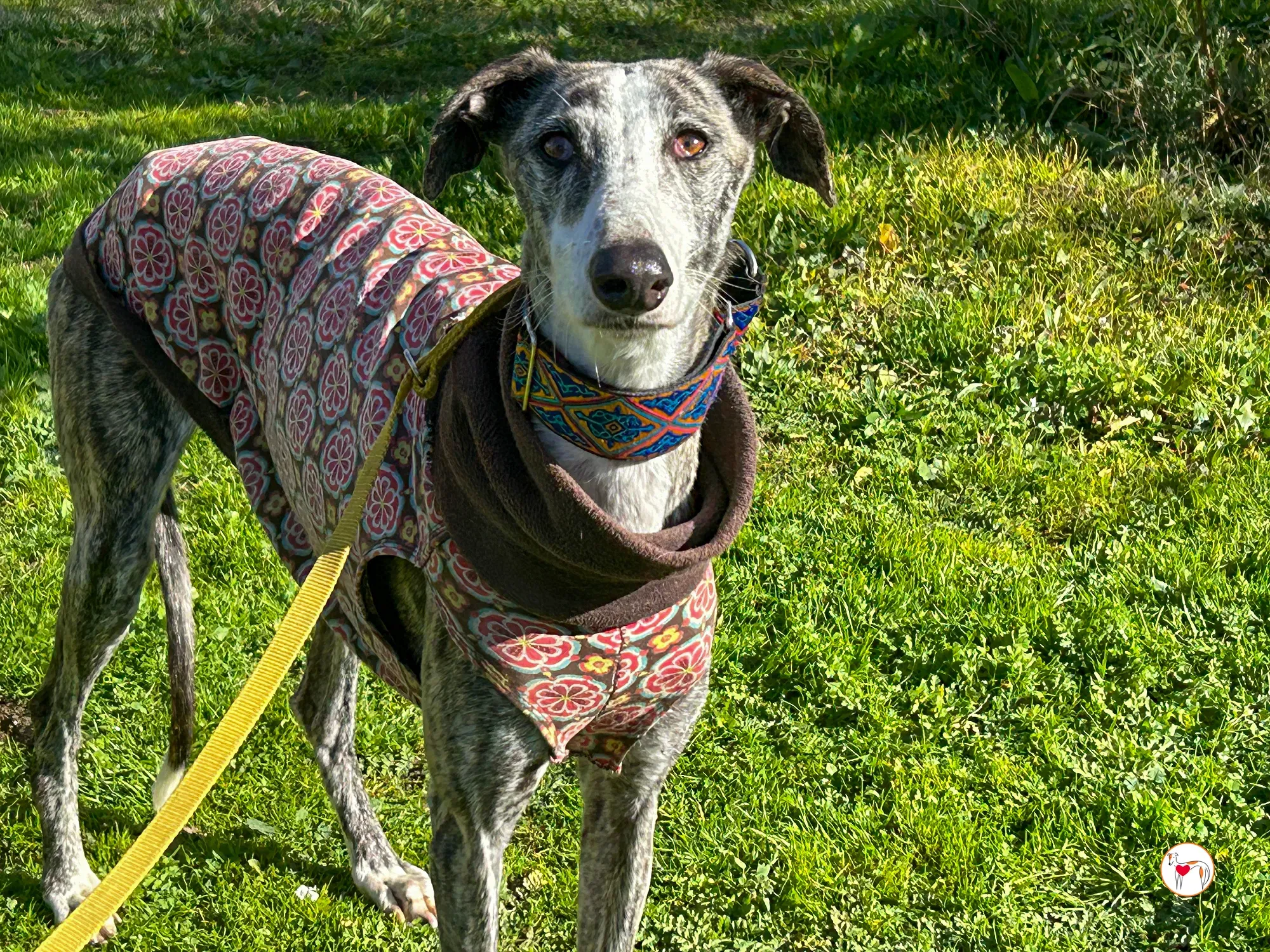 azzurra galgo adozione 07