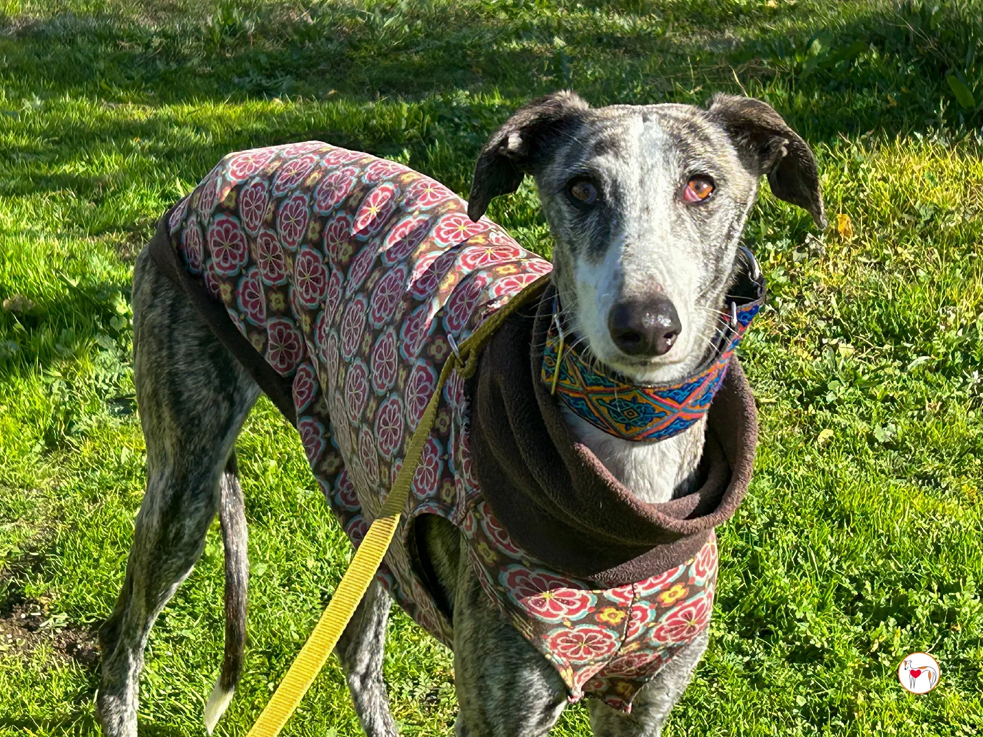 azzurra galgo adozione 08