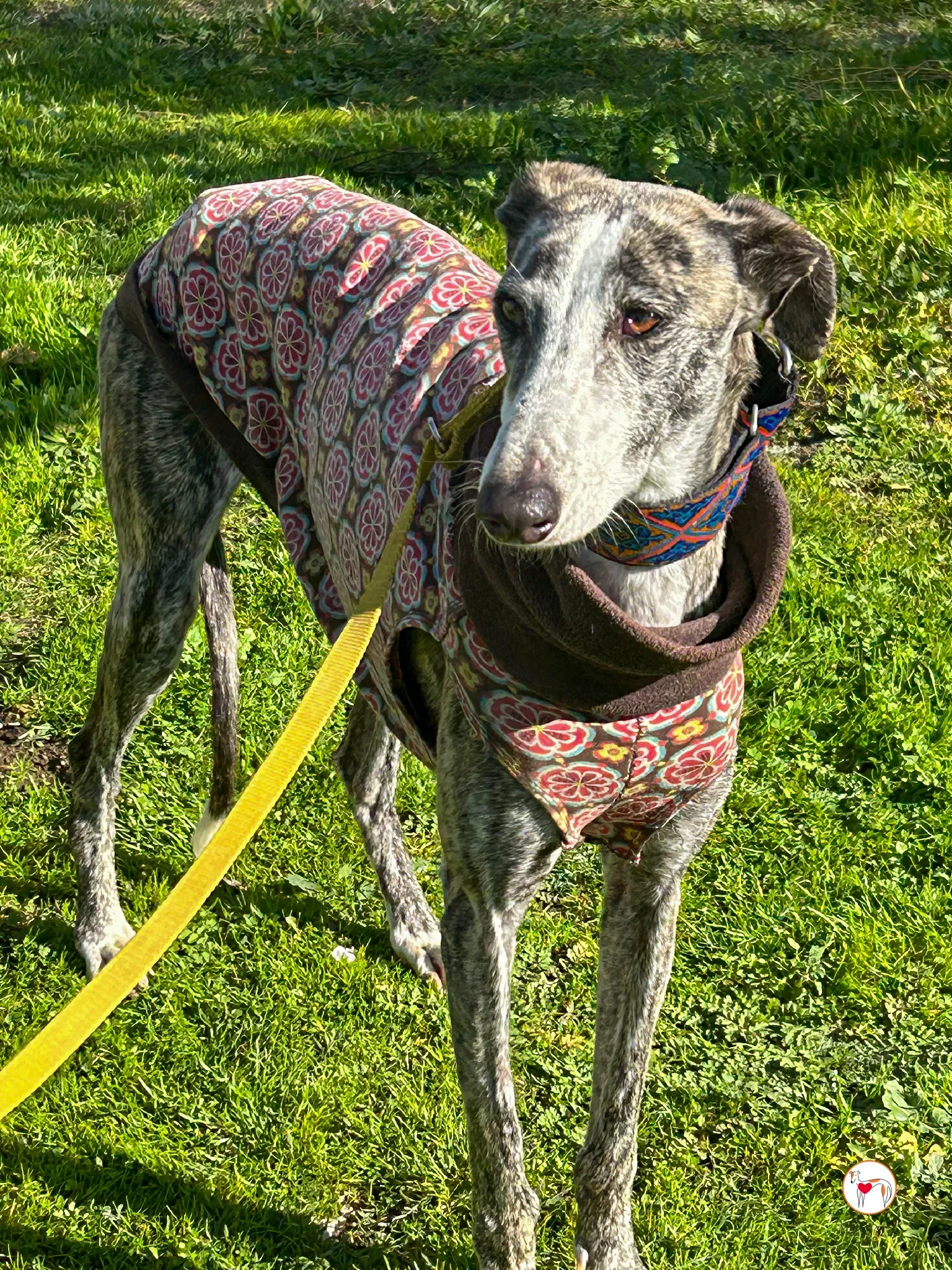 azzurra galgo adozione 09