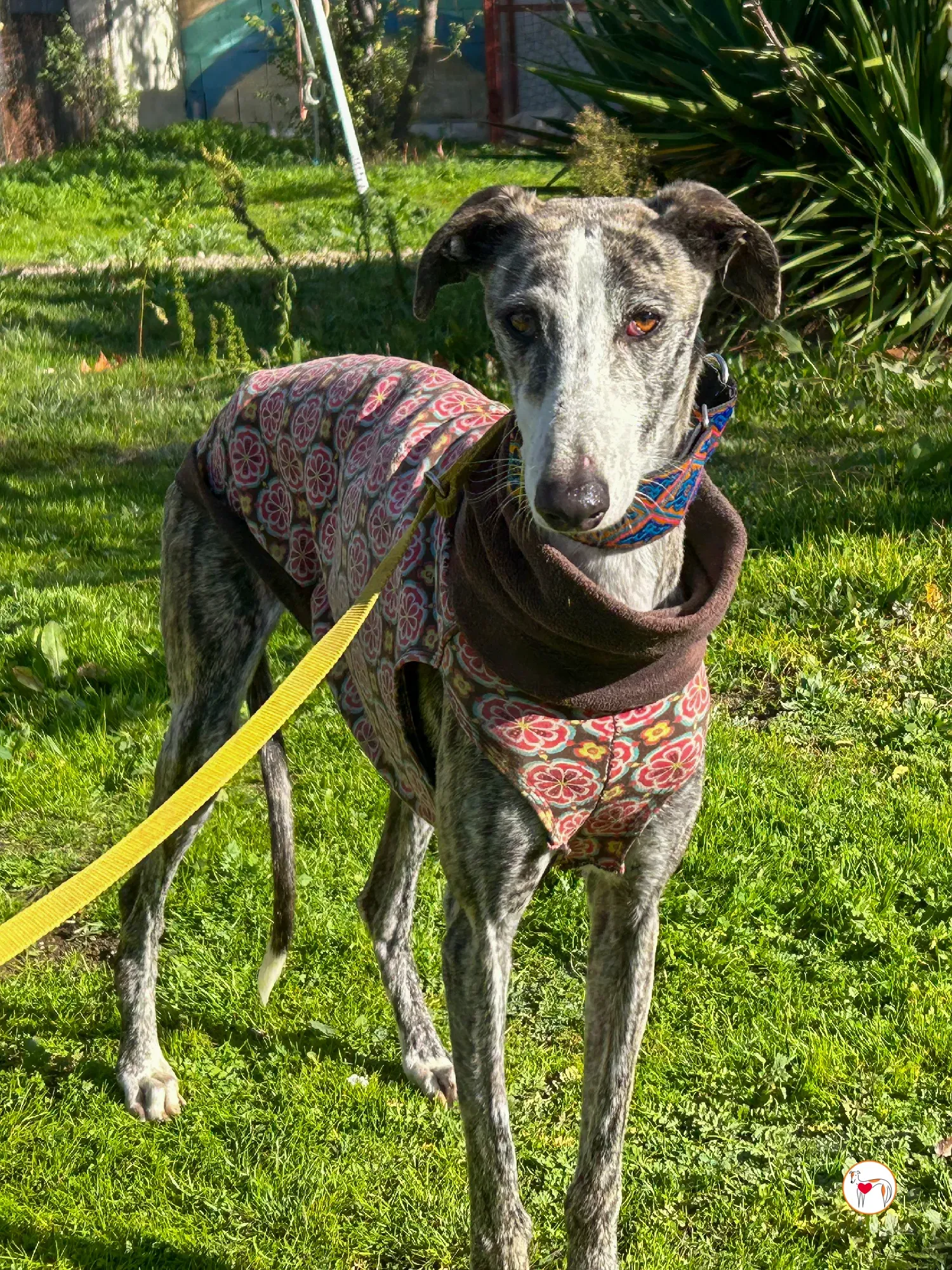azzurra galgo adozione 10
