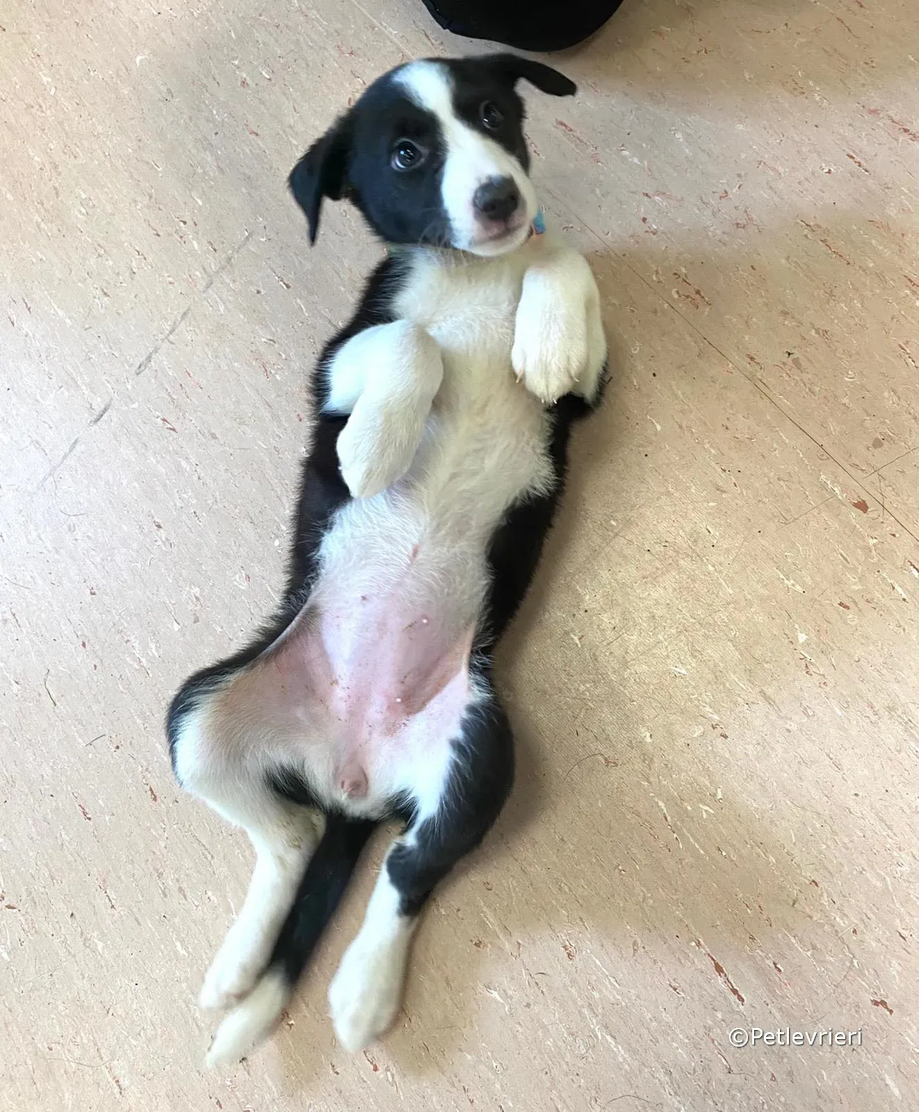 babe adozione greyhound petlevrieri 01