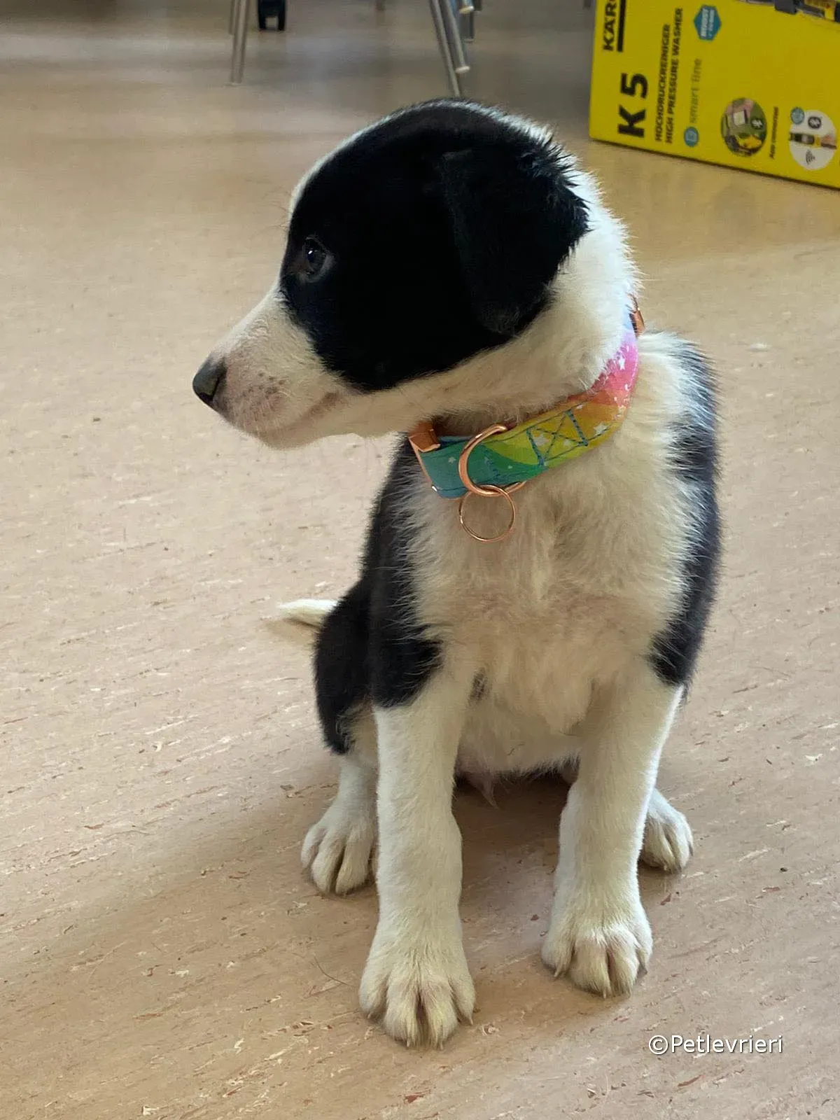 babe adozione greyhound petlevrieri 02