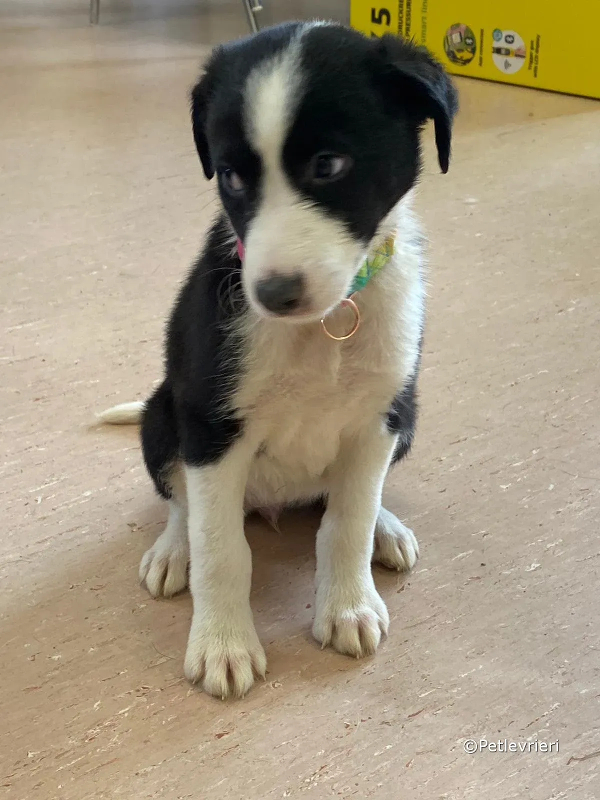 babe adozione greyhound petlevrieri 03 1