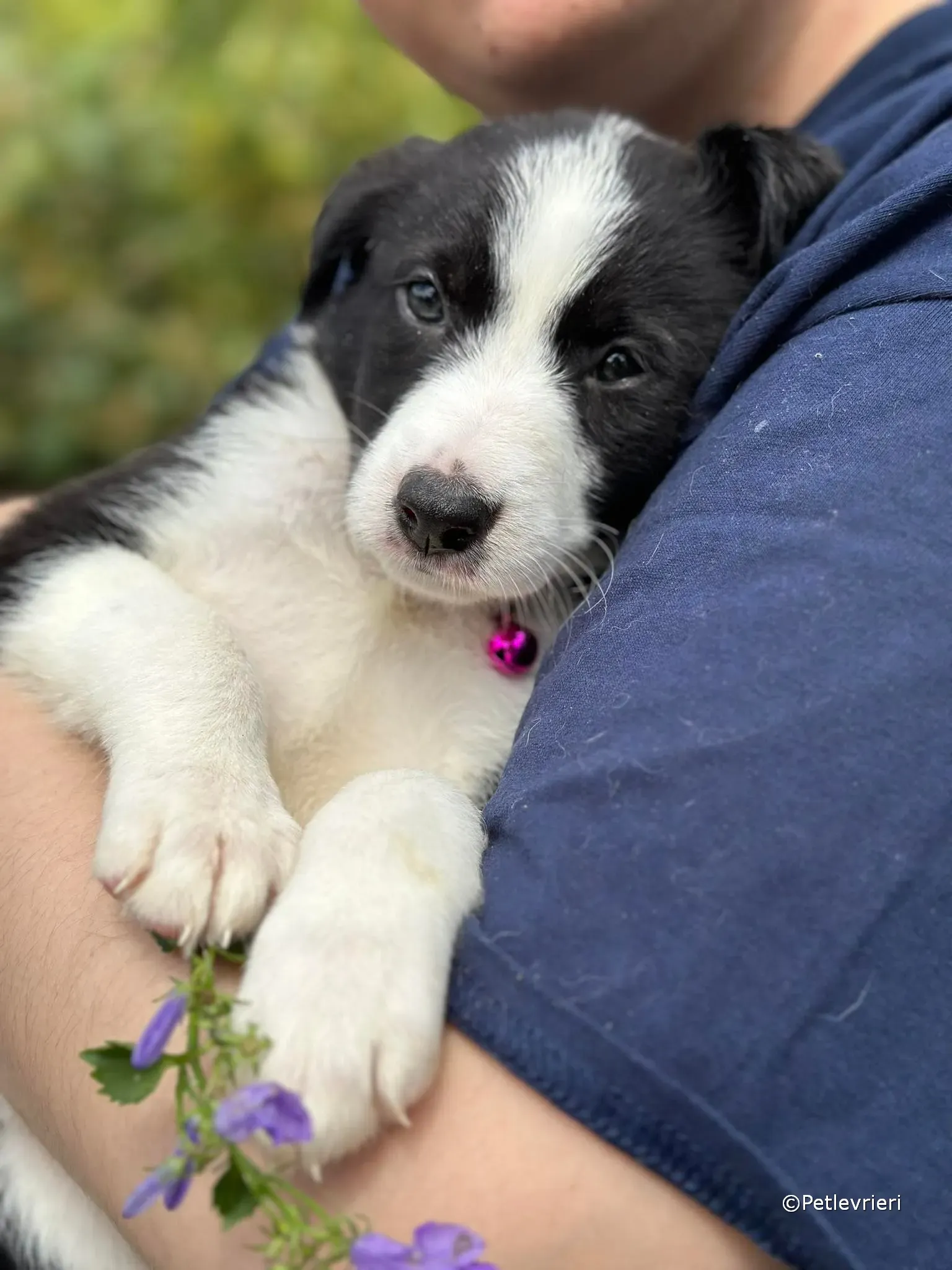 babe adozione greyhound petlevrieri 03