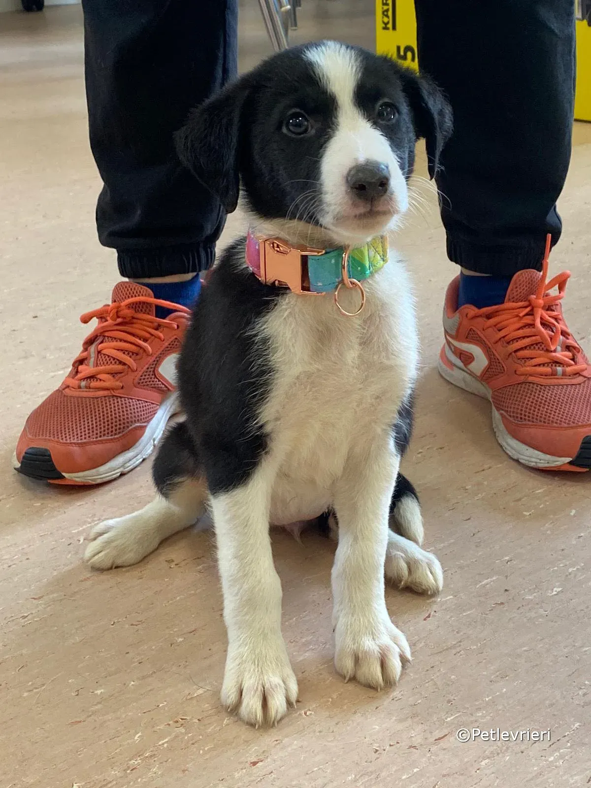 babe adozione greyhound petlevrieri 04