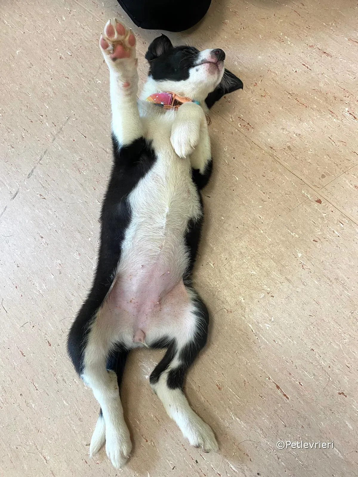 babe adozione greyhound petlevrieri 05