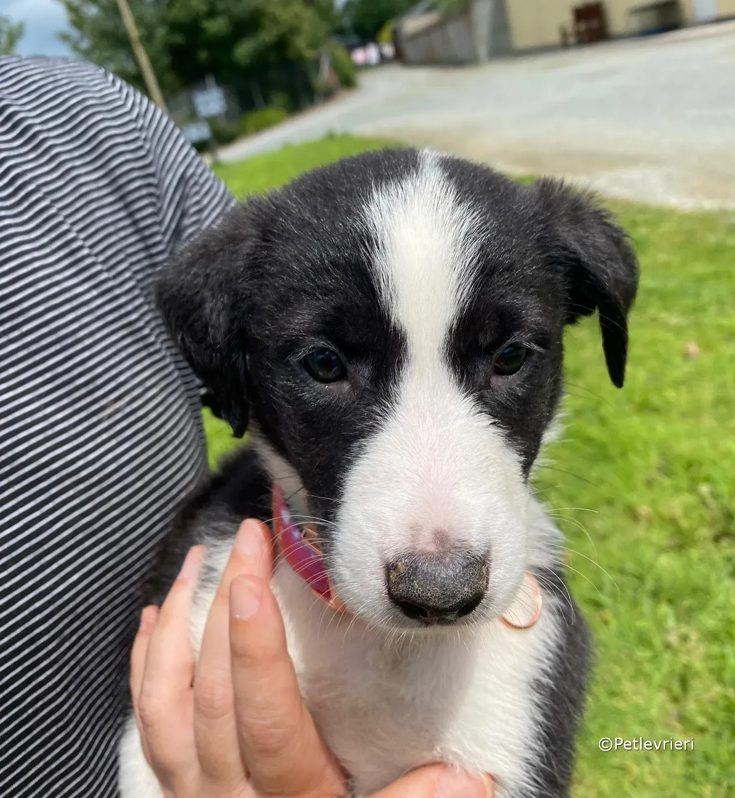 babe adozione greyhound petlevrieri 06