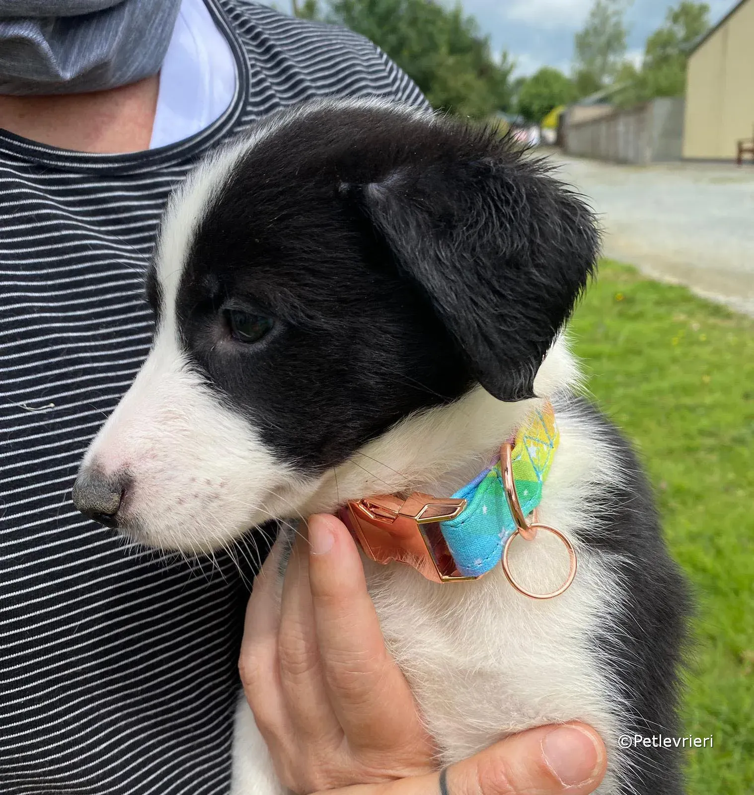 babe adozione greyhound petlevrieri 07 1