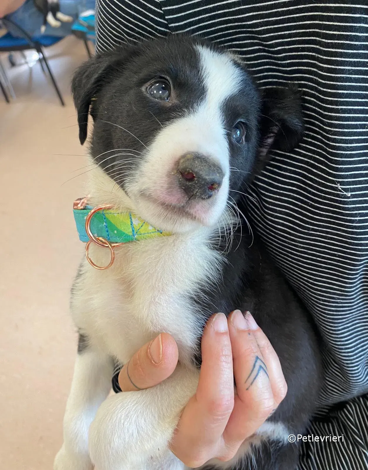 babe adozione greyhound petlevrieri 08 1