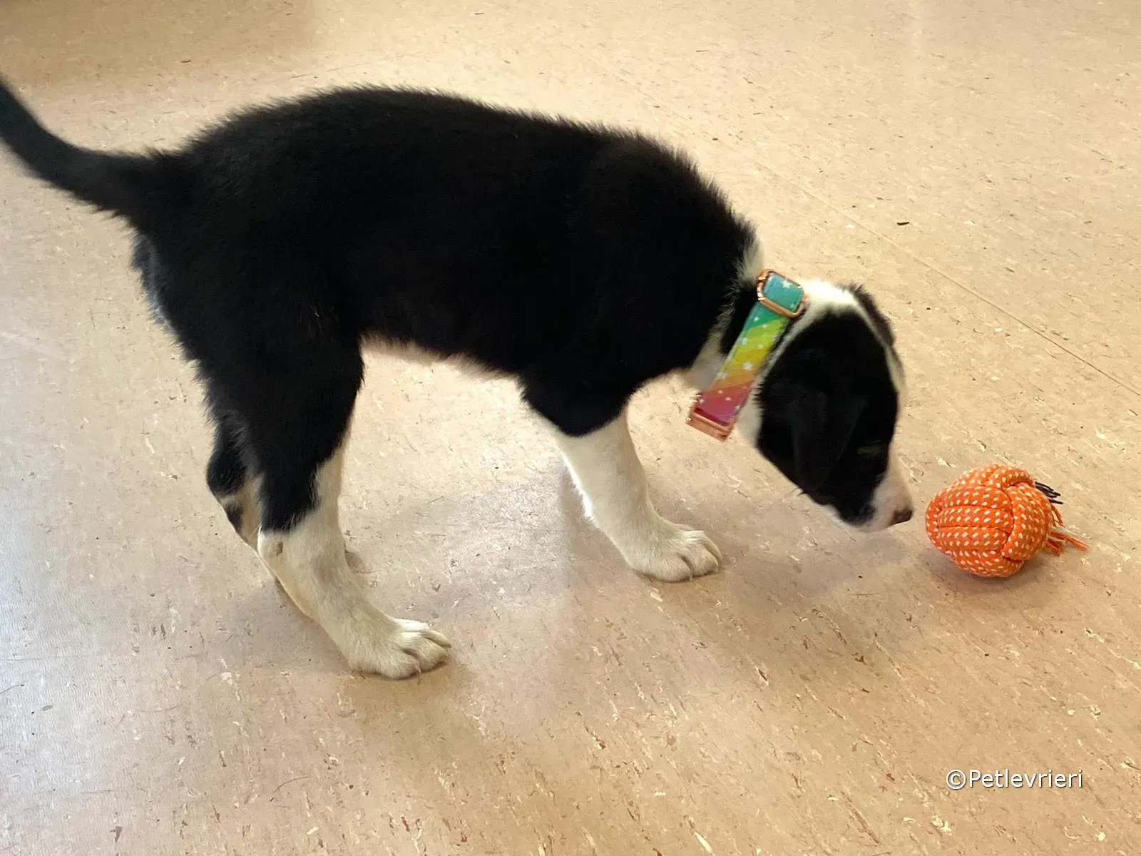 babe adozione greyhound petlevrieri 09