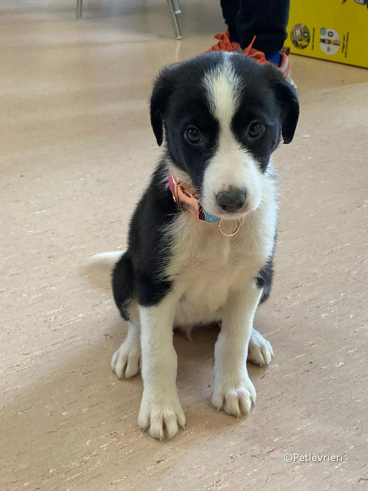 babe adozione greyhound petlevrieri 10