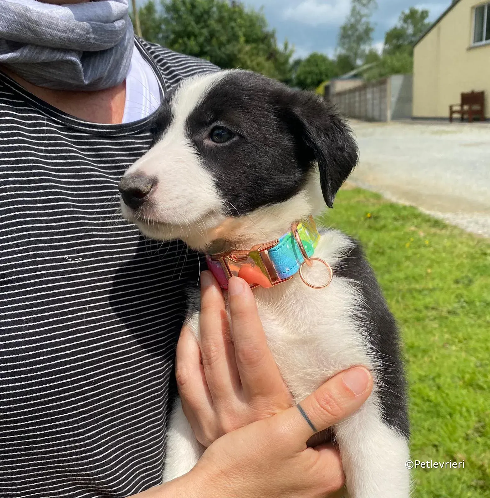 babe adozione greyhound petlevrieri 11 1