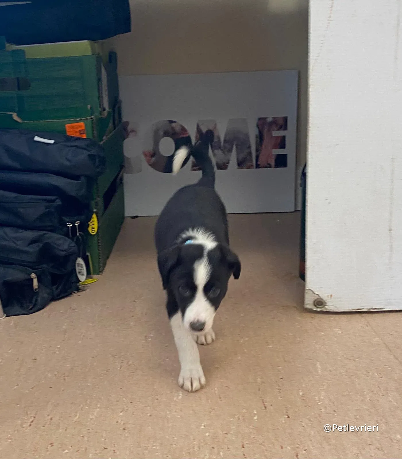 babe adozione greyhound petlevrieri 12