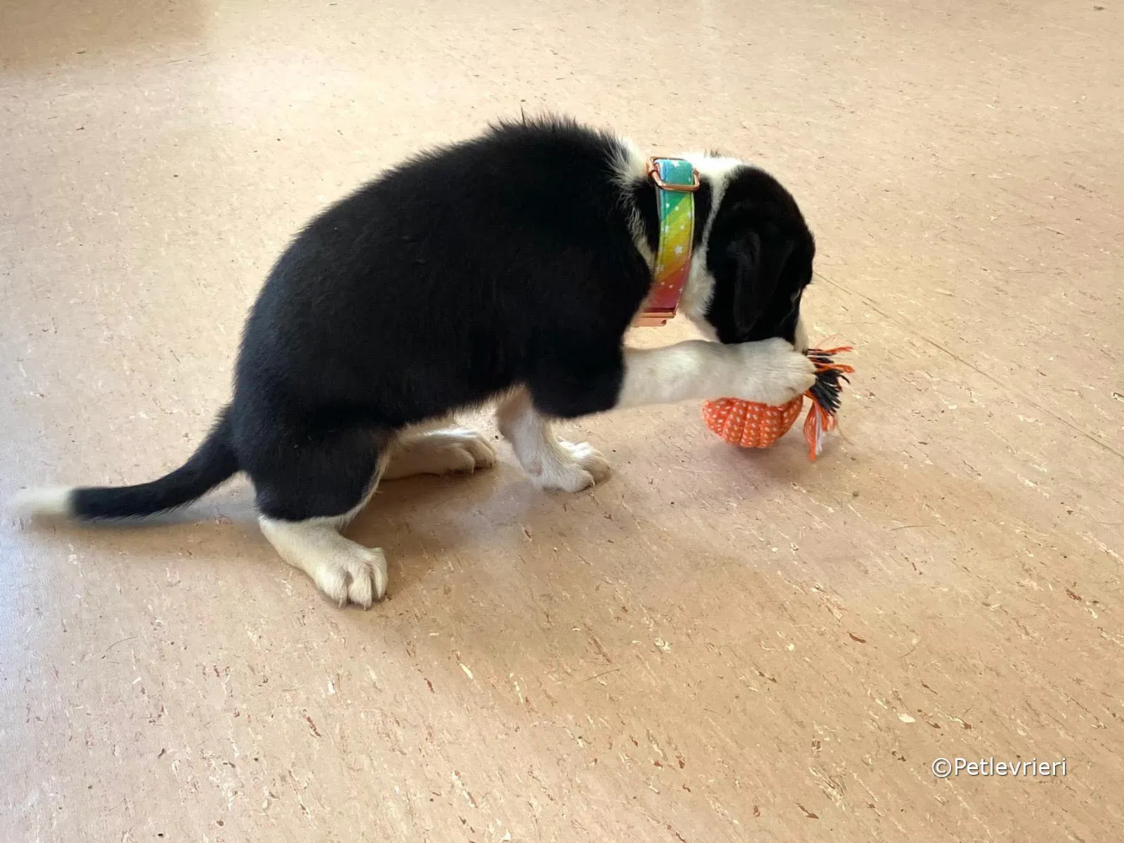 babe adozione greyhound petlevrieri 13 1