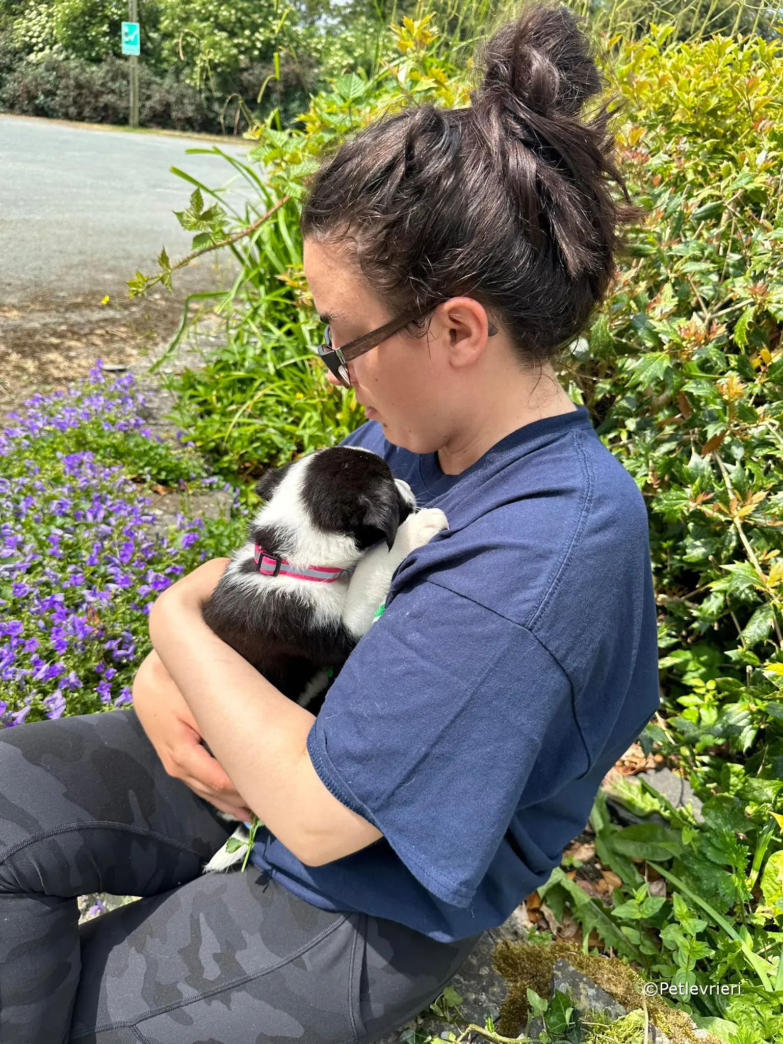 babe adozione greyhound petlevrieri 13