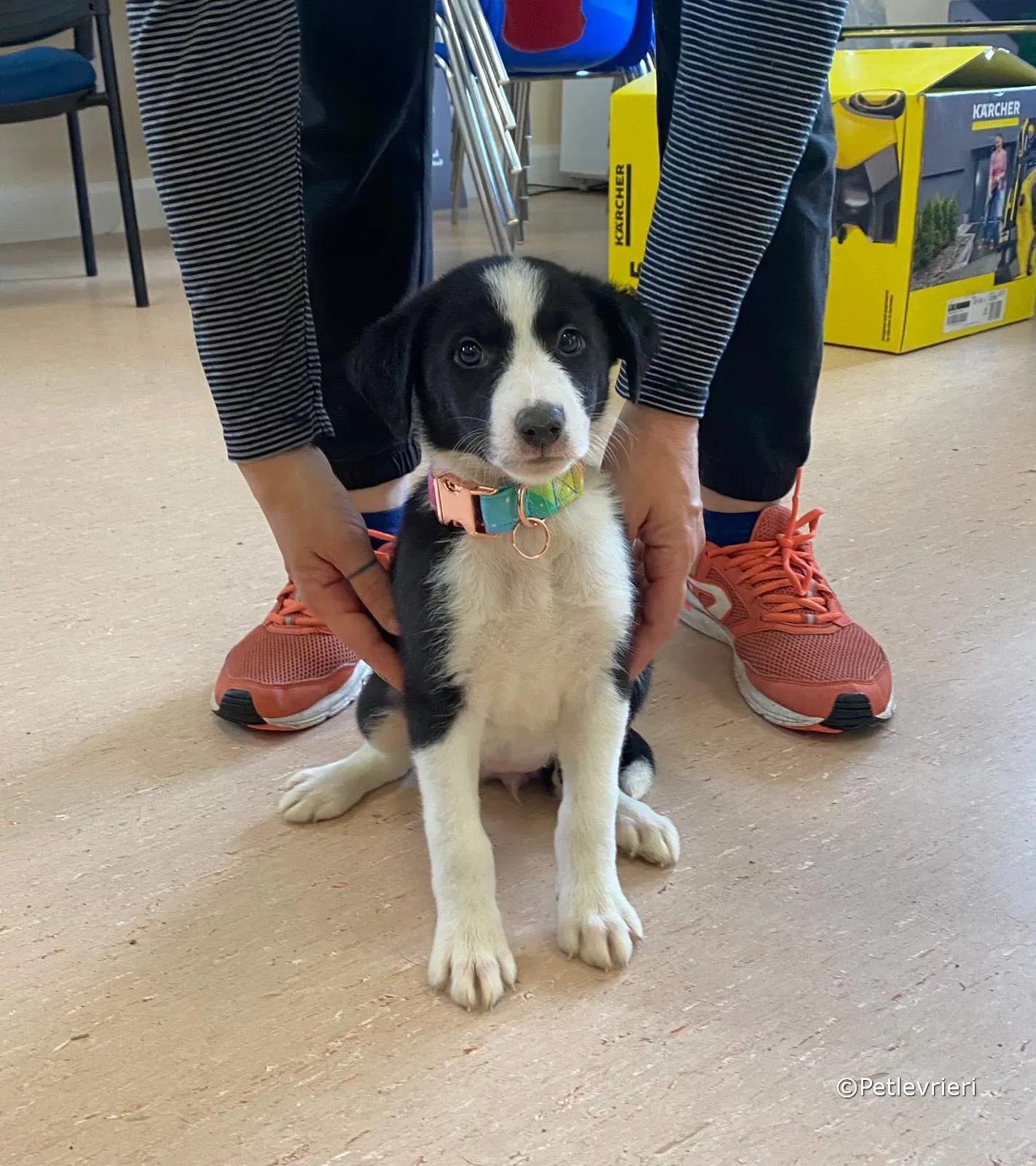 babe adozione greyhound petlevrieri 14