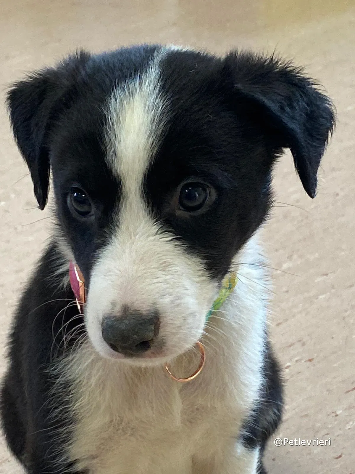 babe adozione greyhound petlevrieri 15