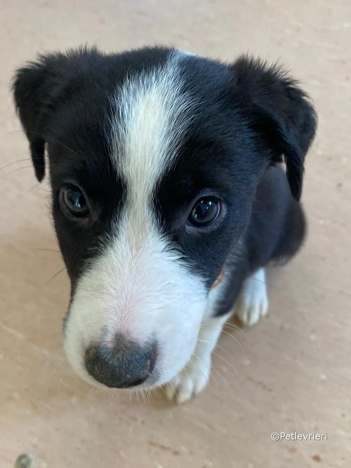 babe adozione greyhound petlevrieri 16 1