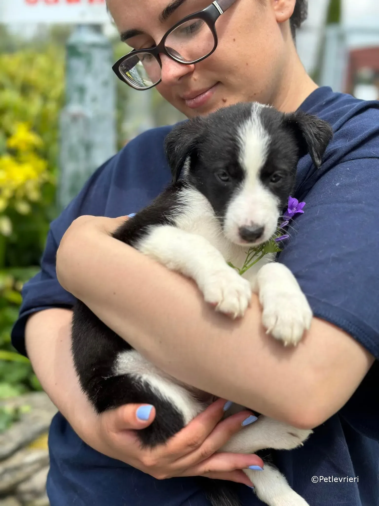 babe adozione greyhound petlevrieri 16